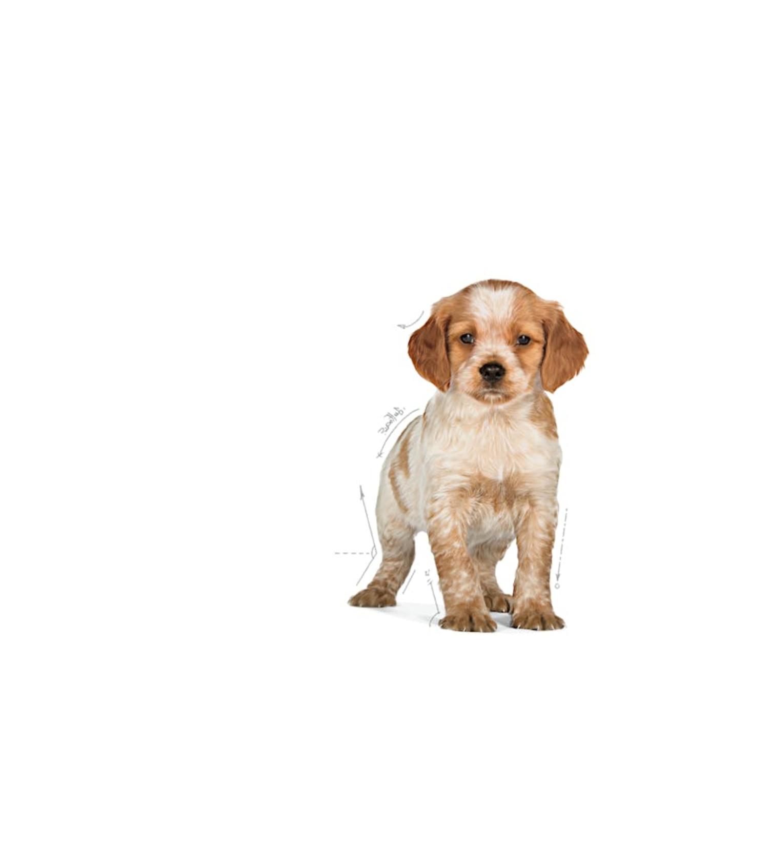 Royal Canin Medium Junior Medium Breed Puppy Food 4kg - Buy Online on GoSupps.com