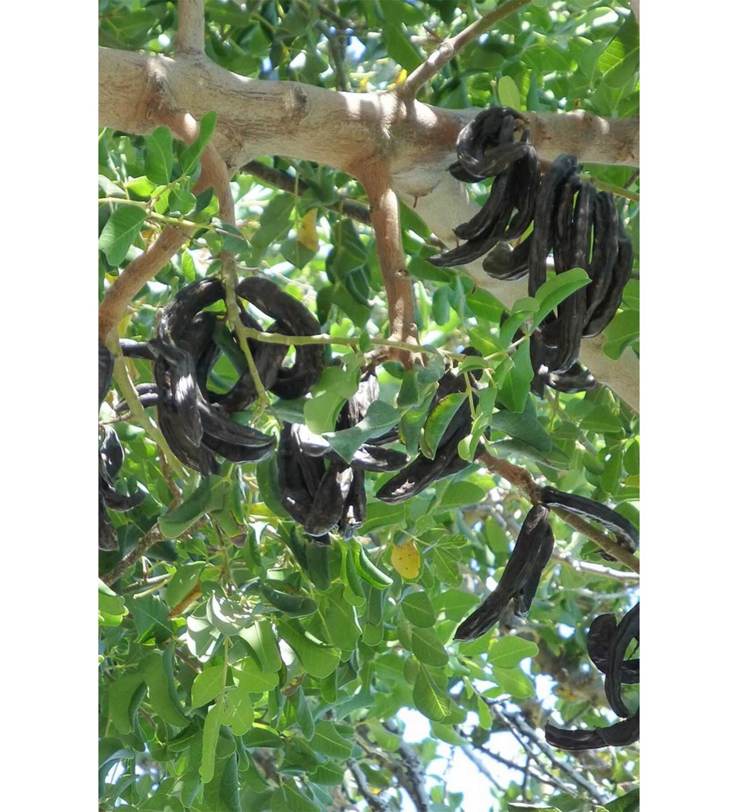 Adafiskos Black Salted Sunflower Seeds 1000 Gr (1 Kg) Dakota Seeds