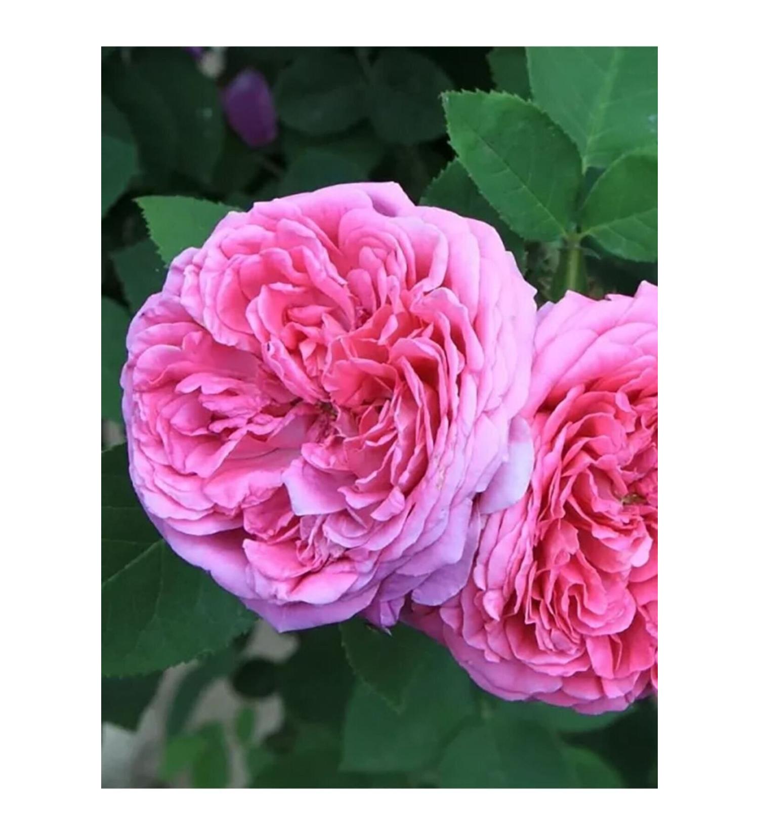 Felicia High Premium Sterilized Low Grain Chicken Sterilized Adult Cat Food 2 Kg