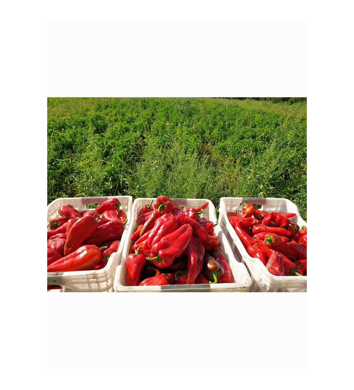 NASPO BERGAMA CRACKED OLIVES 1KG