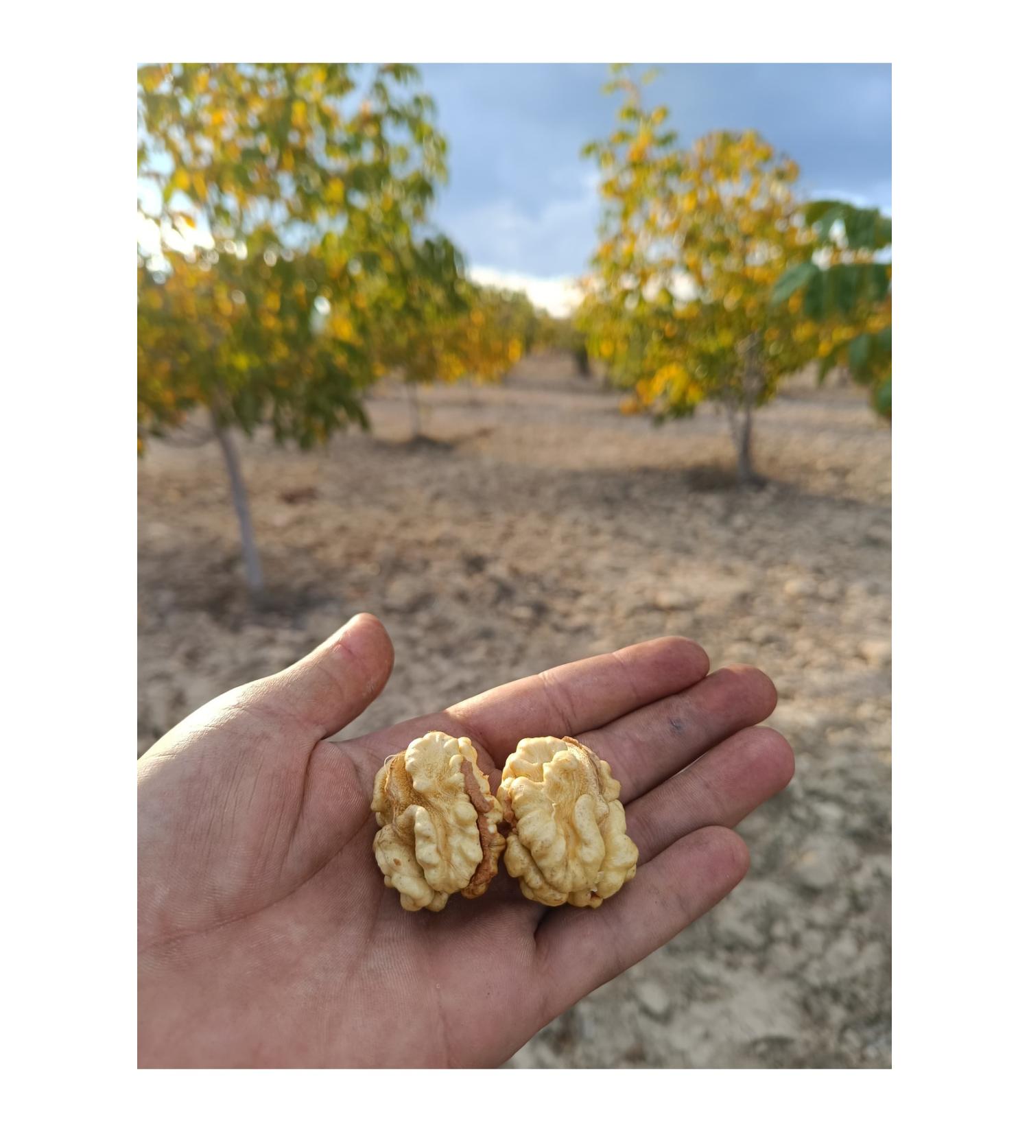 INNAGHA FOOD Pure Original Natural White Honey 1 kg