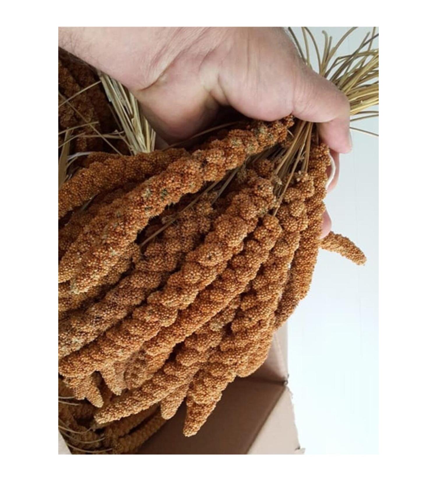 Pro Plan Pro Plan Dog Adult Digestion Lamb & Rice Dog Food 14kg