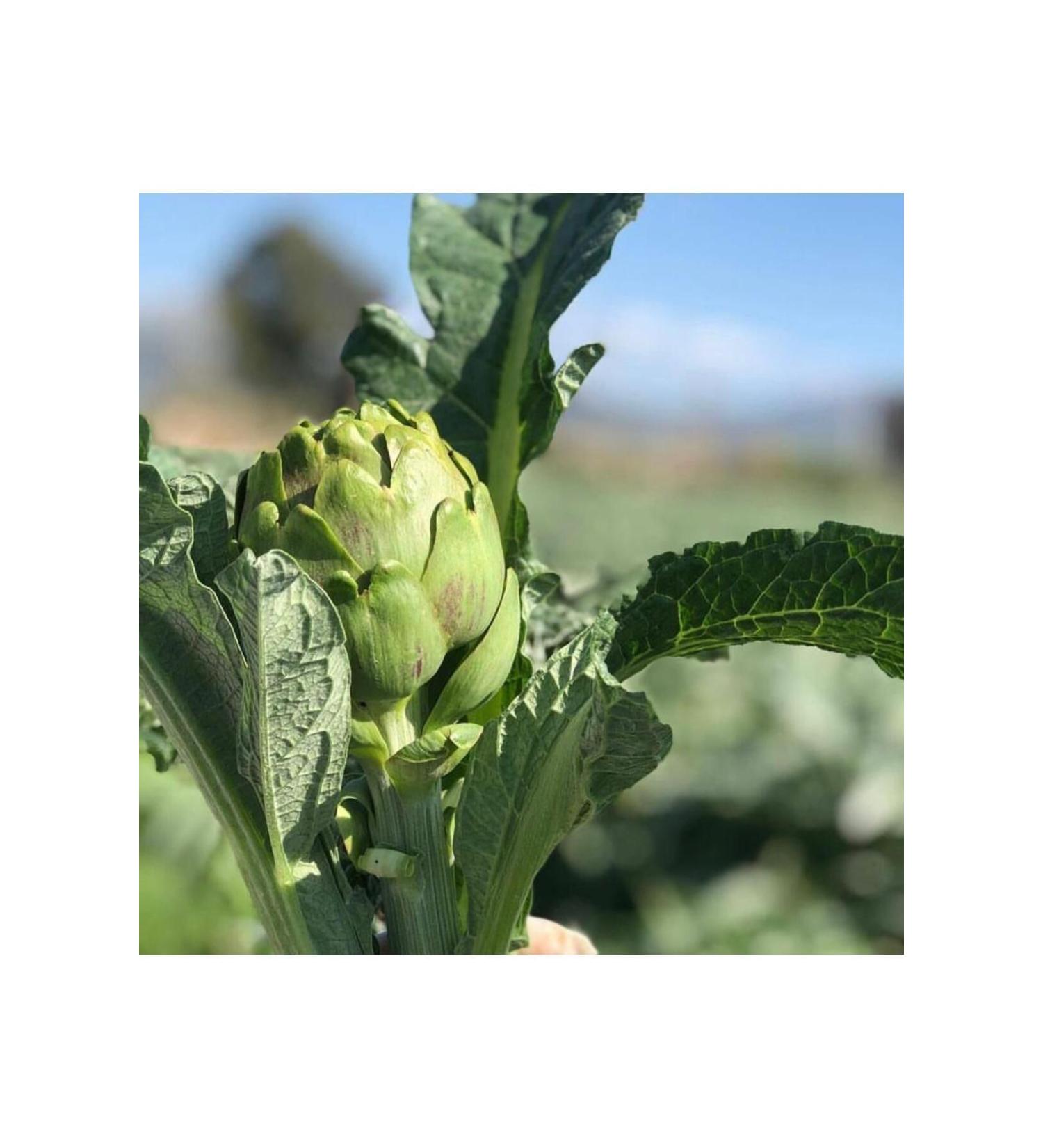 Gourmet Perle Grilled Chicken Wet Cat Food Canned 85gr 26pcs Cat Pouch