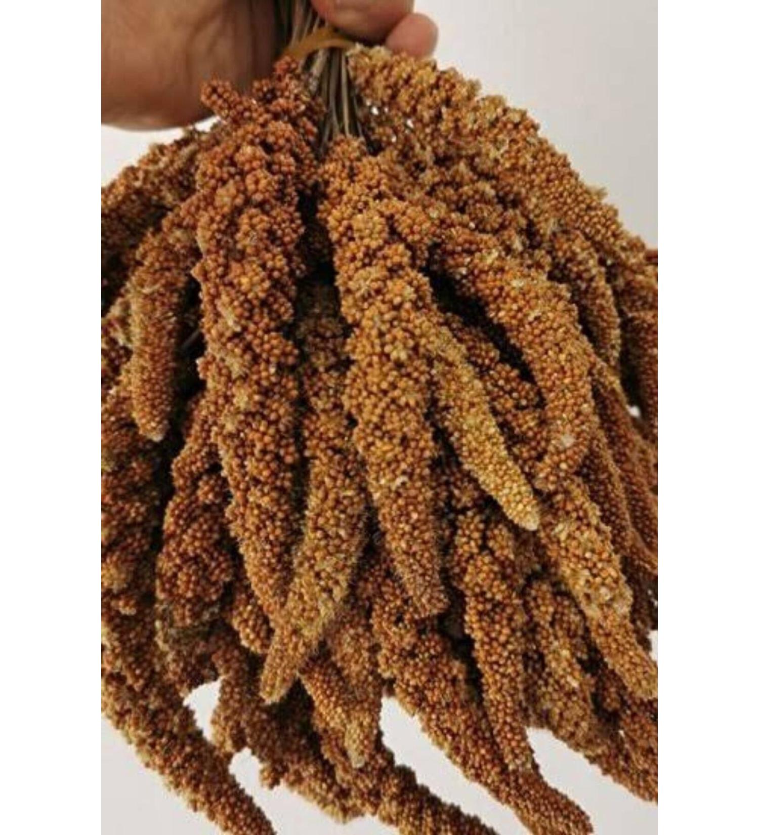 Greenhouse Flora 50 Gr