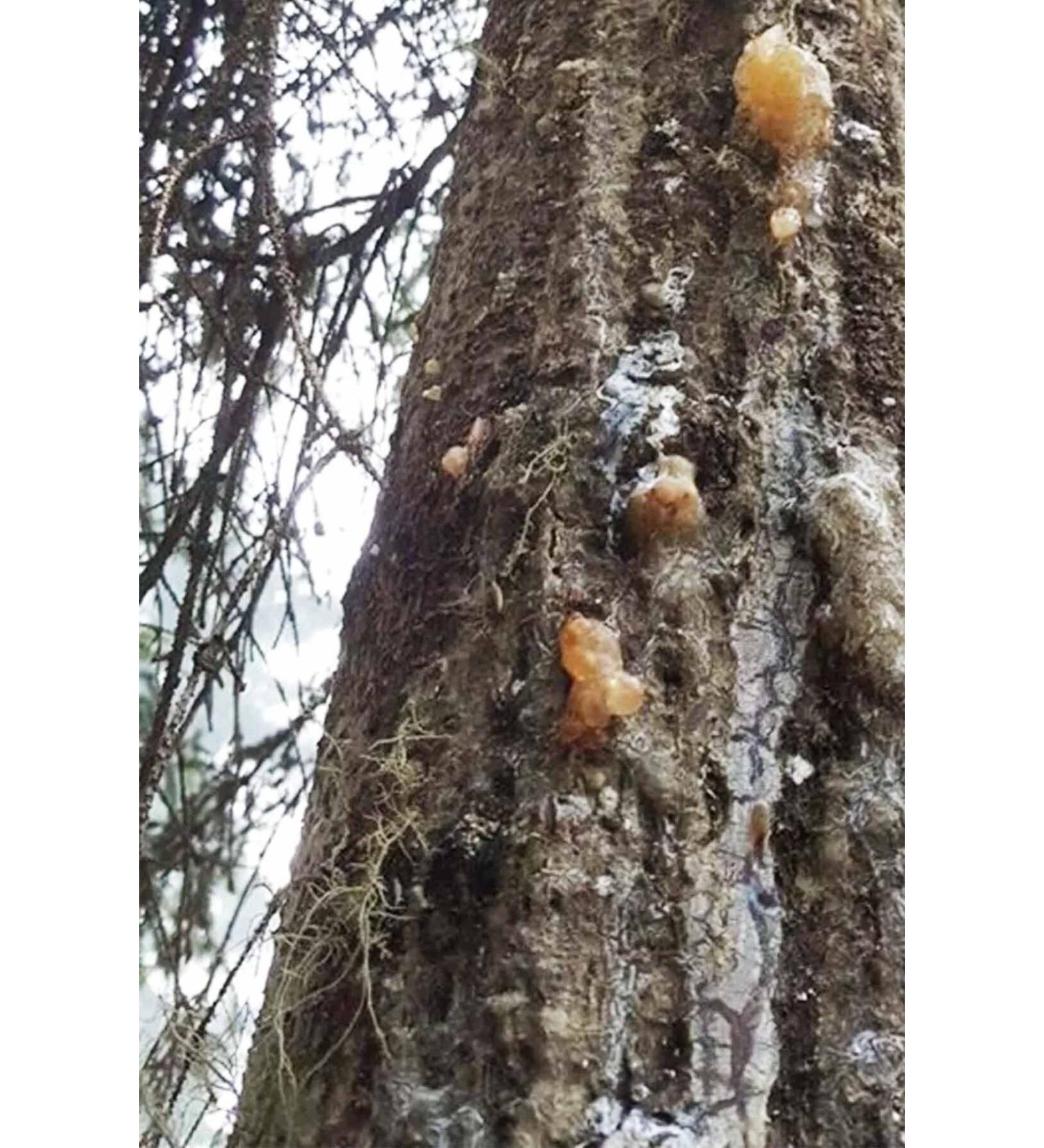 Lotus Gold Red 1000ml Goldy Mix Granules 125ml Goldfish Food