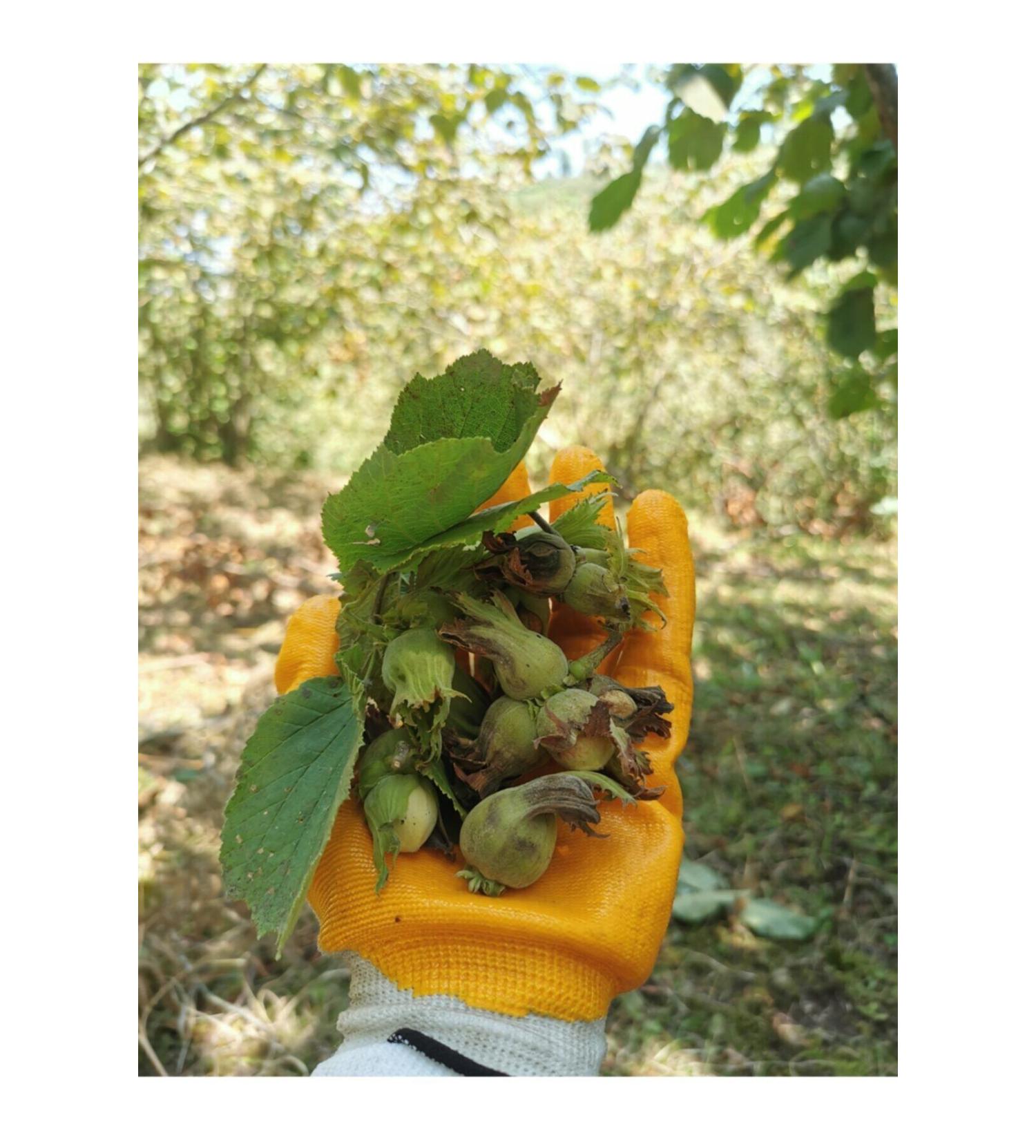 Pasta Please Chickpeas (New Harvest-Urla Local Seed-250 grams)