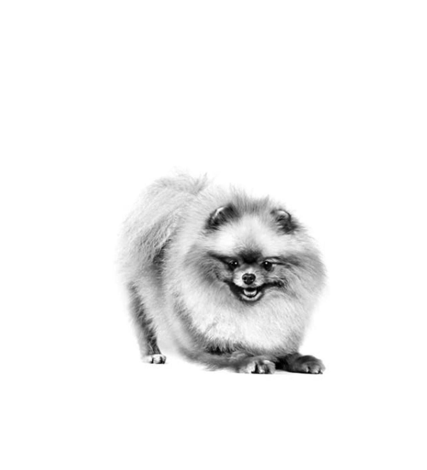 Rotifish Cichlid Red Small 1 mm Slow Sinking 3 KG Bucket Feed