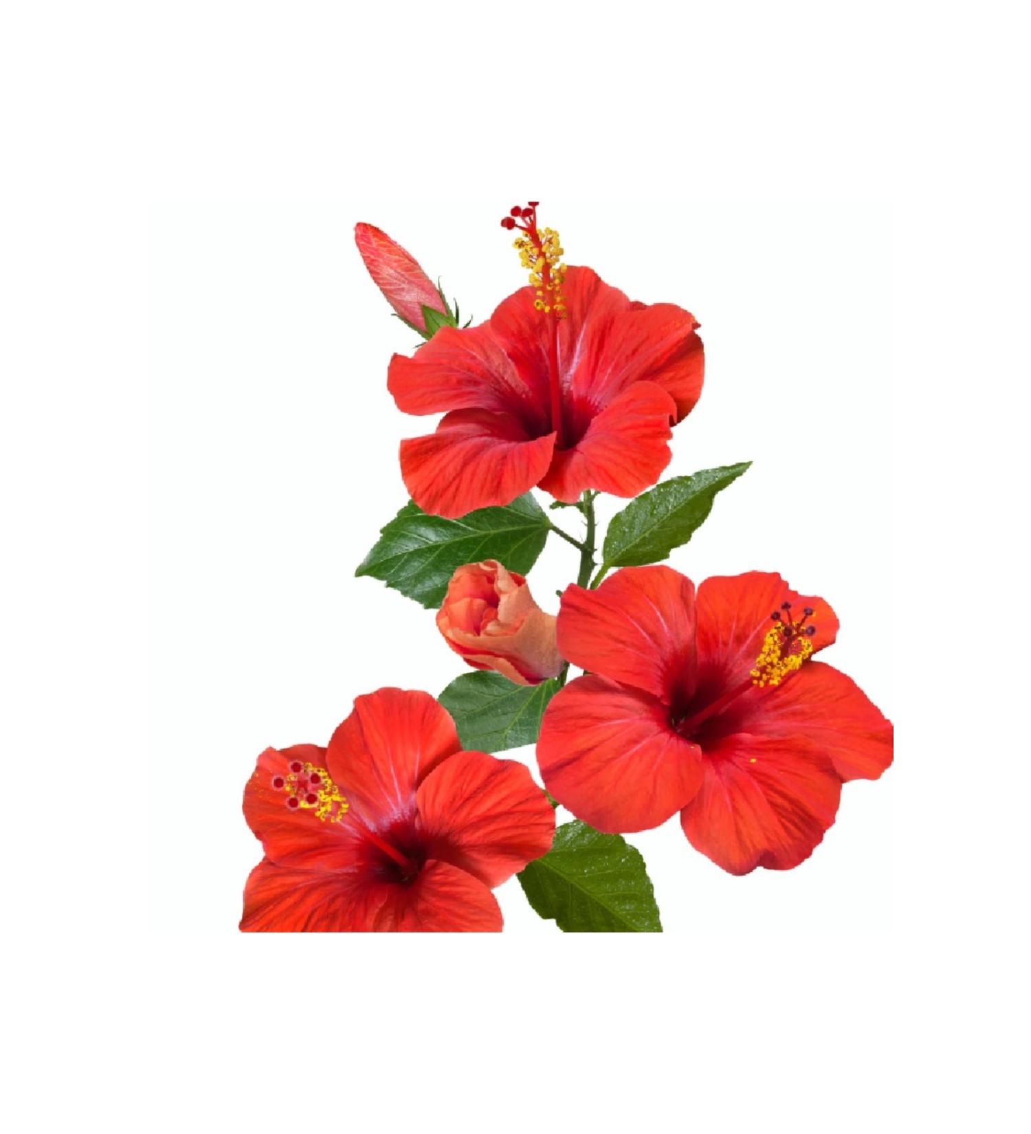 L'anza Healing Colorcare Moisturizing Conditioner (Cruelty-free 8.5floz) ECBeauty!Q345