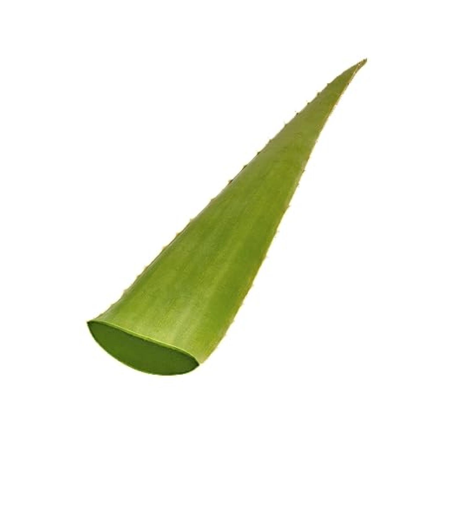 Organic Fresh Aloe Vera Leaf 1 Piece by Exotic-Succulent-Collection