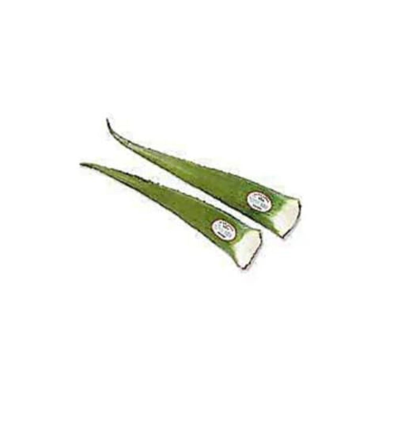 Del Pueblo Fresh Aloe Vera Leaf Natural Green 2 Pack