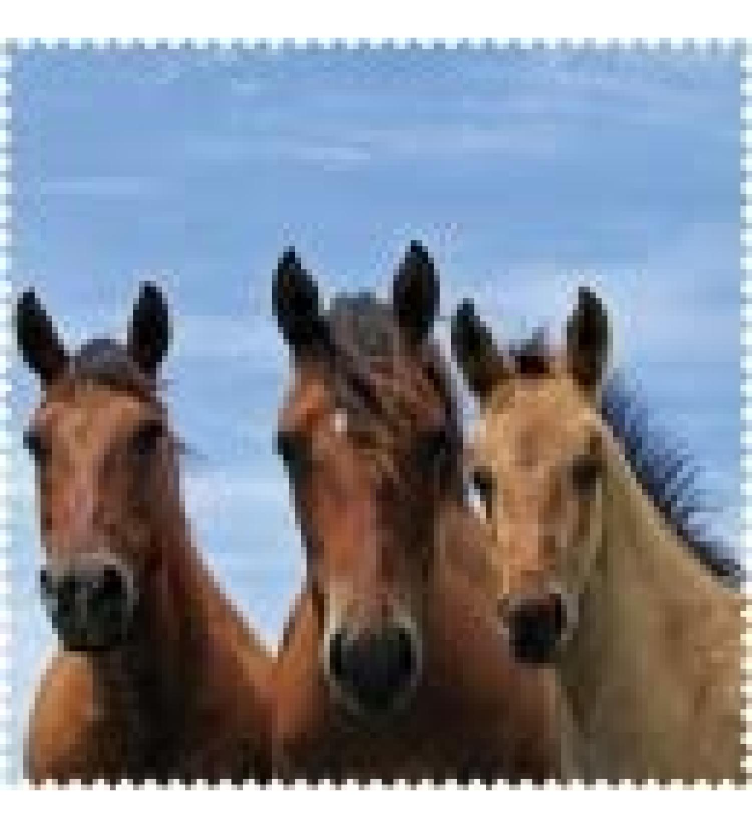 Motif microfiber cloth - graceful "horses"