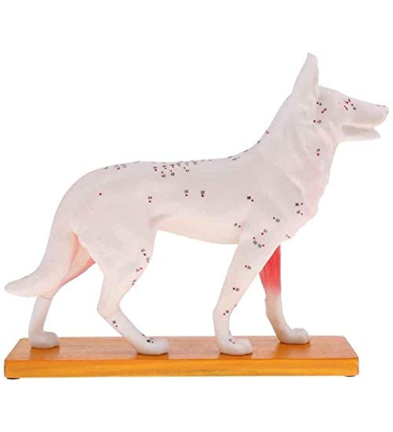 Anatomical Dog Model Acupuncture Anatomy Acupuncture Point Model of The Dog Body Animal with 72 Acupuncture Points - Buy Online on GoSupps.com