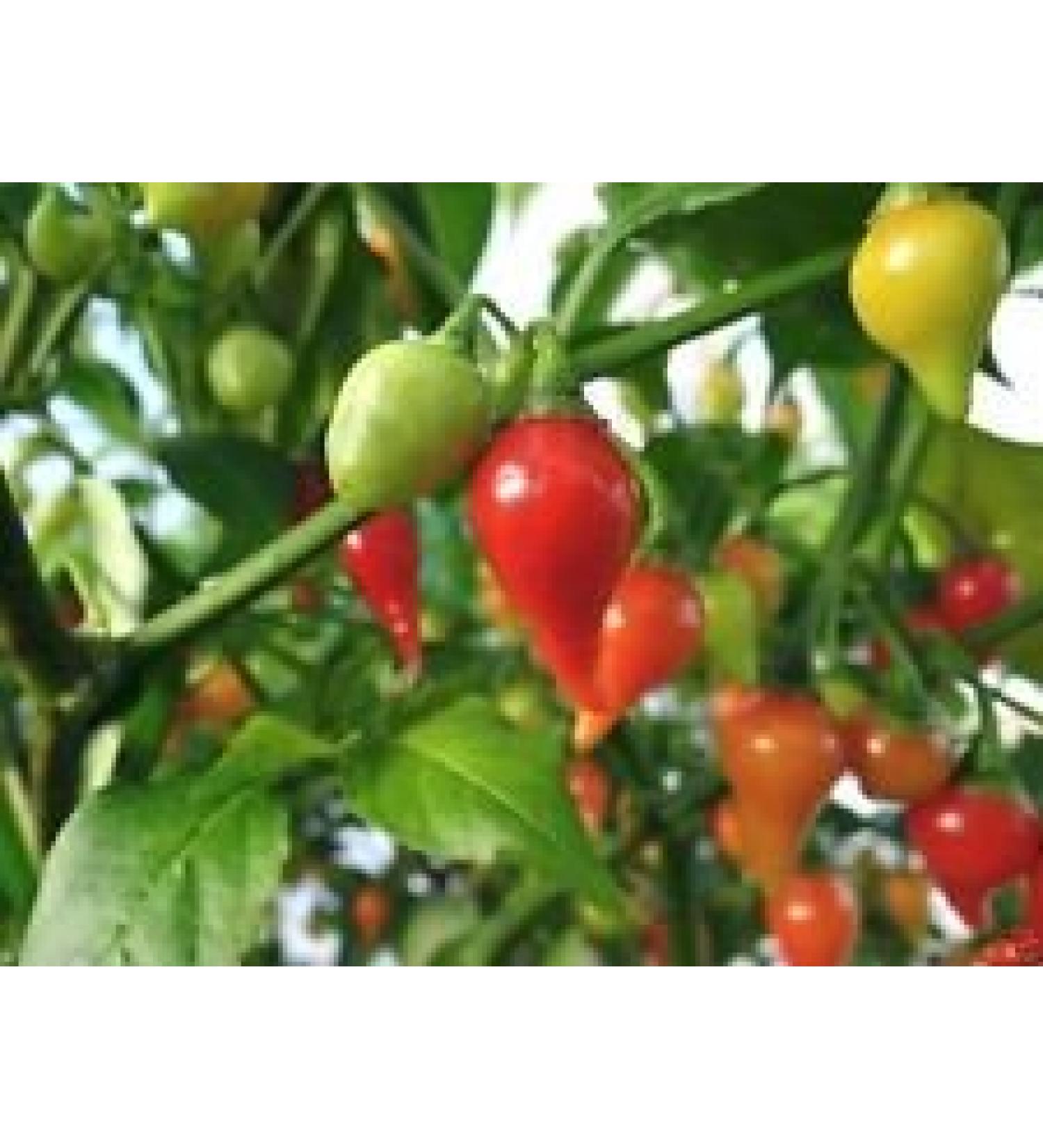 Red Biquinho Pepper Capsicum chinense 100 semi Brazilian Heirloom Pepper
