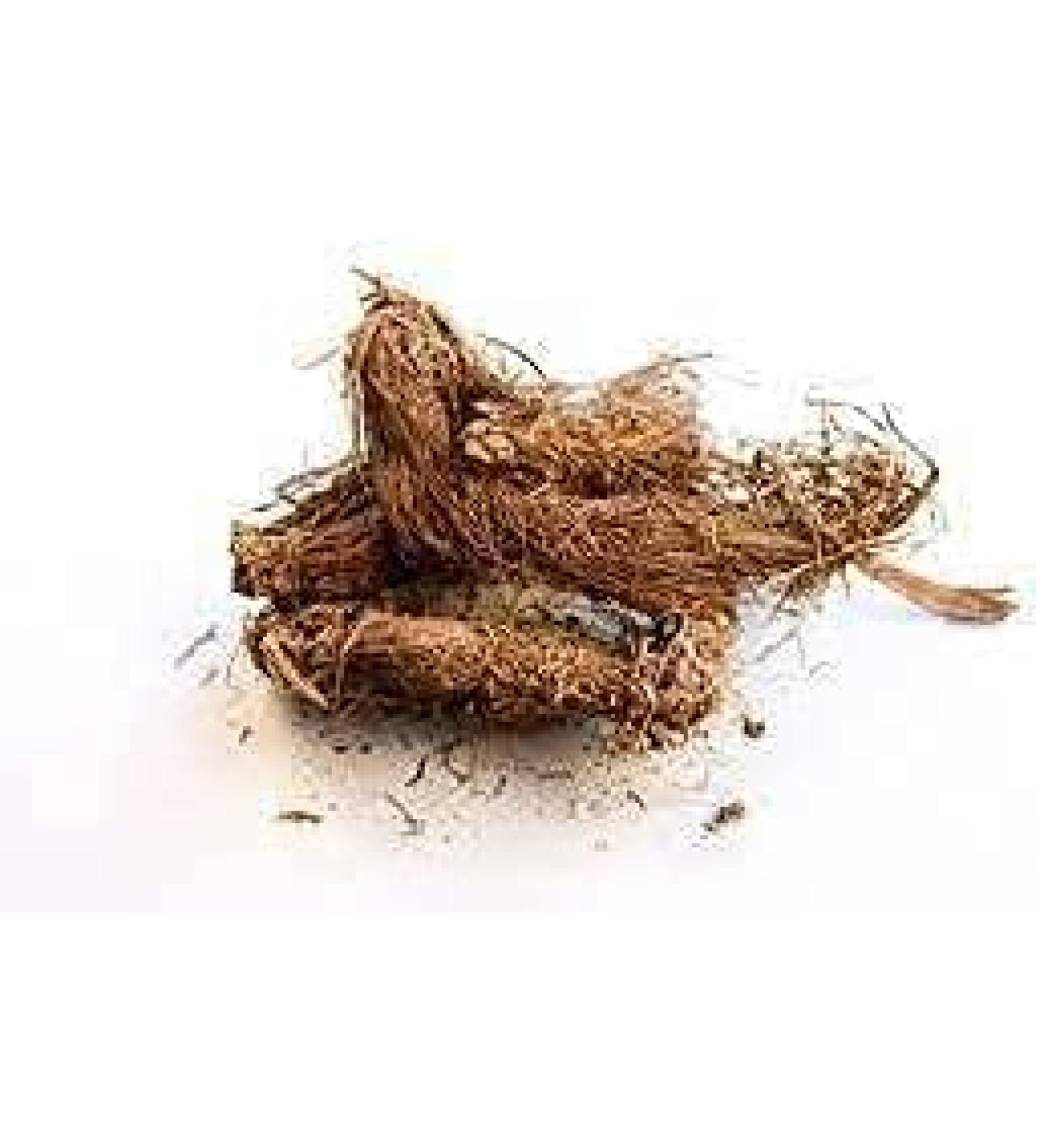 ORGANIZE JATAMANSI NARDOSTACHYS JATAMANSI Wortelpoeder 100 gm