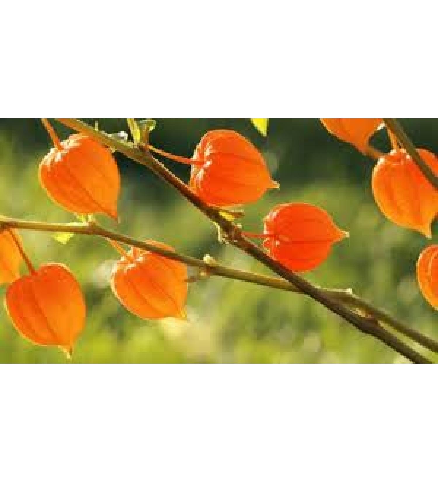 Ashwaganda extract capsules 1000 mg Extra stregnth 10:1 extract ratio gives an equivalent of 10000 mg - Buy Online on GoSupps.com