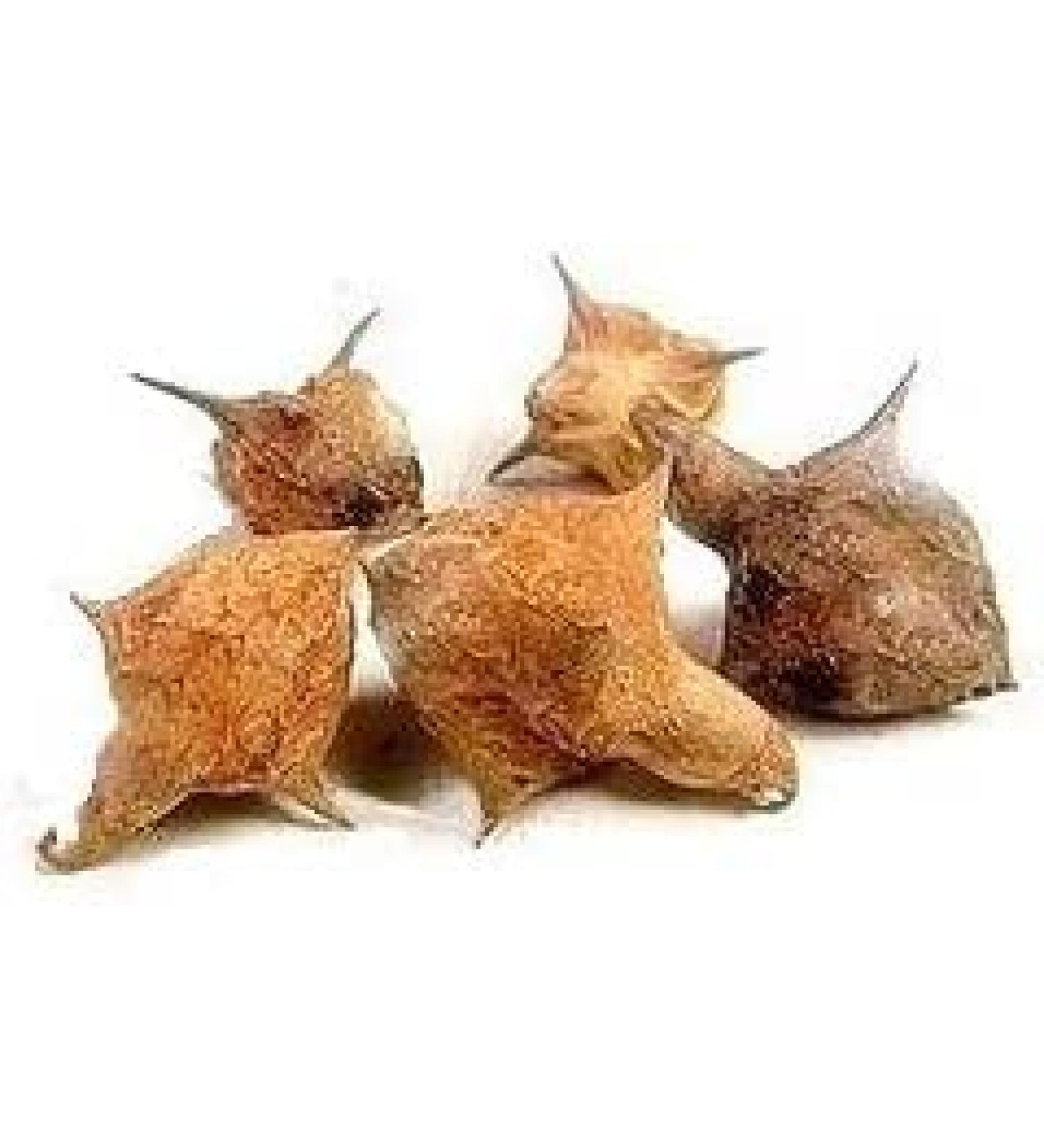 ORGANIZE Organischgroen kruid GOKHRU BADA 100 GMS PEDALIUM MurexGrote RAW