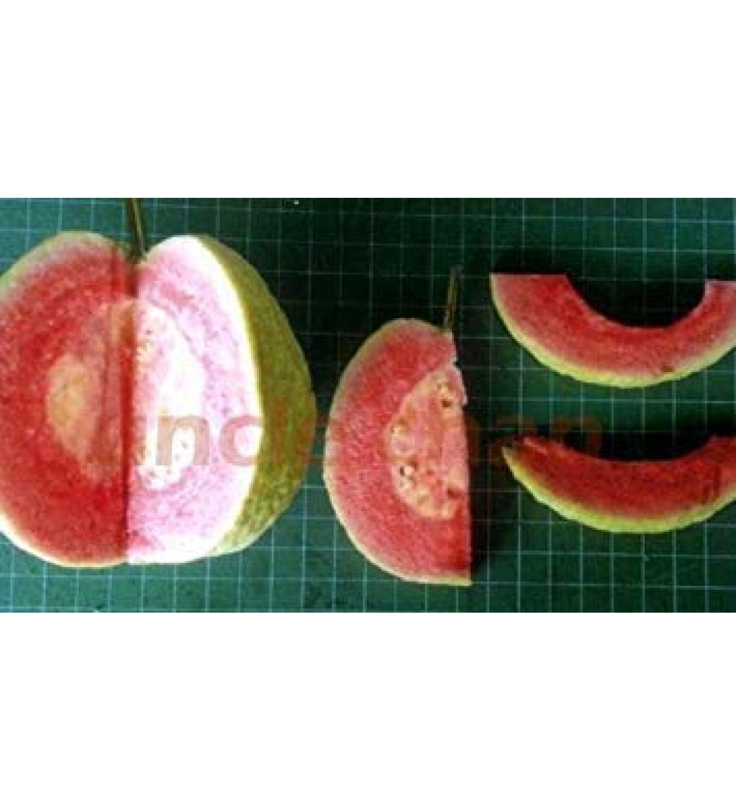 Germinazione I Semi: New !! Lot !! 50 Semi Rosa/Rosso Guava Sweet and Sour Oggetto raro