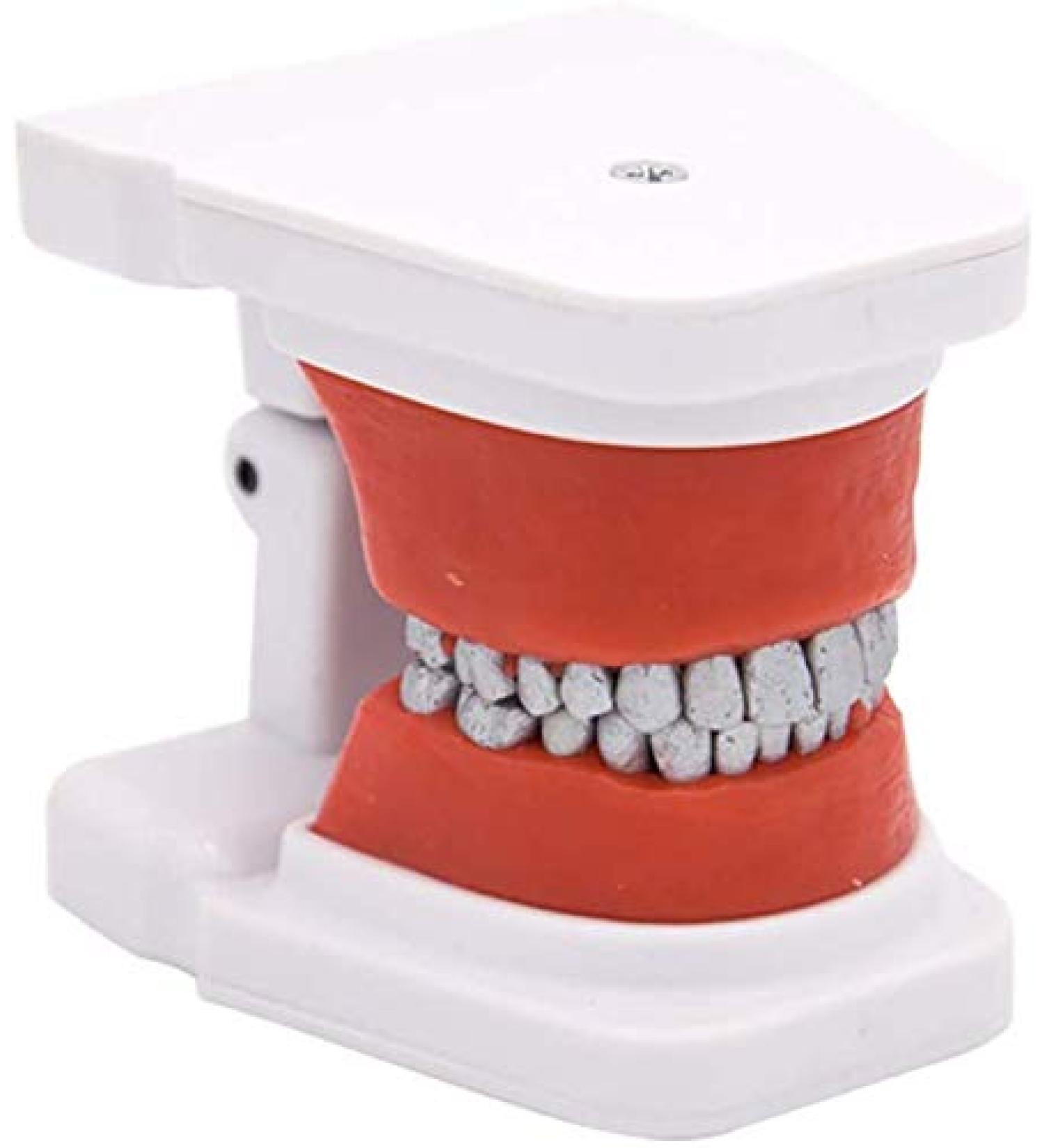 LBYYH Teeth Orthodontic Model - Dental Demonstration Tool for Patient Communication | Ideal for Schools & Clinics - Buy Online on GoSupps.com