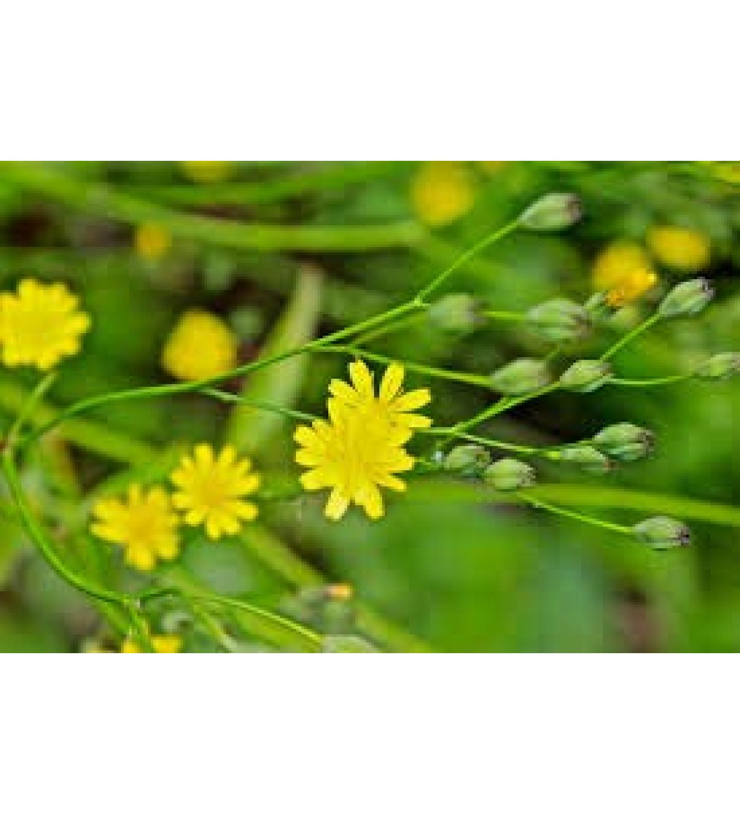 Maggior Celandine (Bai-Qu-CAI) Semi (Chelidonium majus) comunemente NOTO Come o Tetterwort Nipplewort o Swallowwort (25)