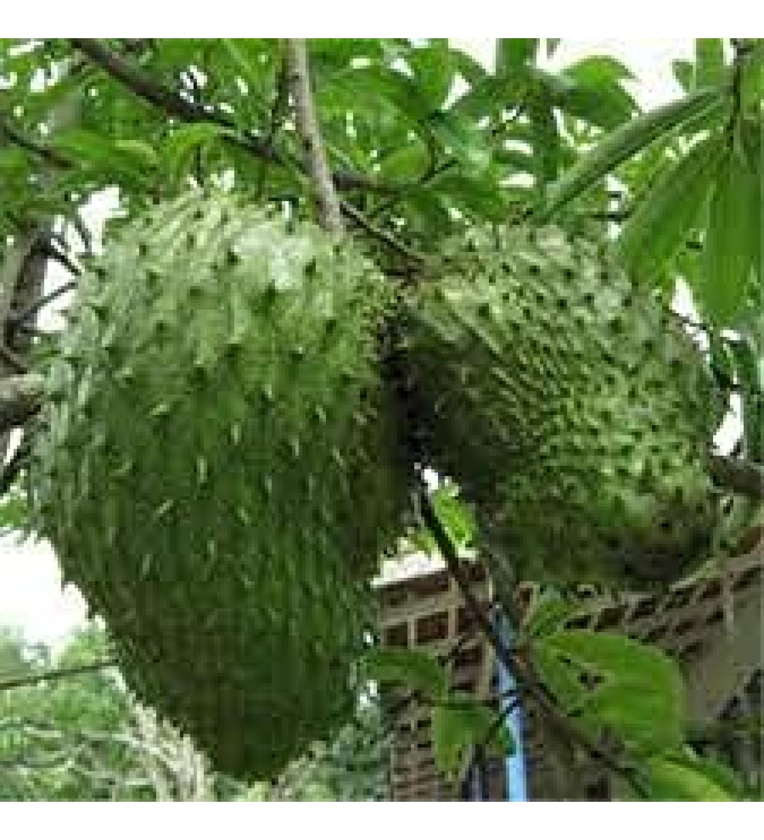 100 pezzi di semi di frutta tropicale Giant Soursop