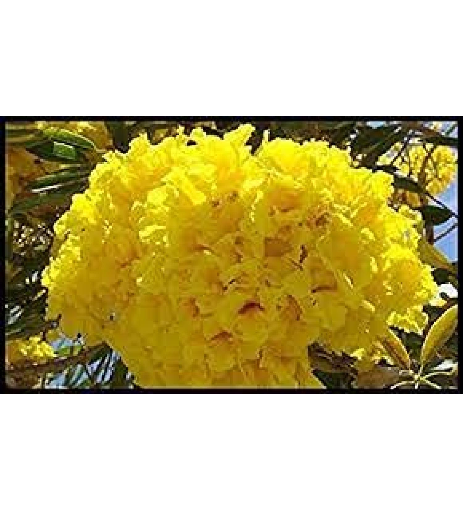 Canopy 25 pieces in Angel Wings