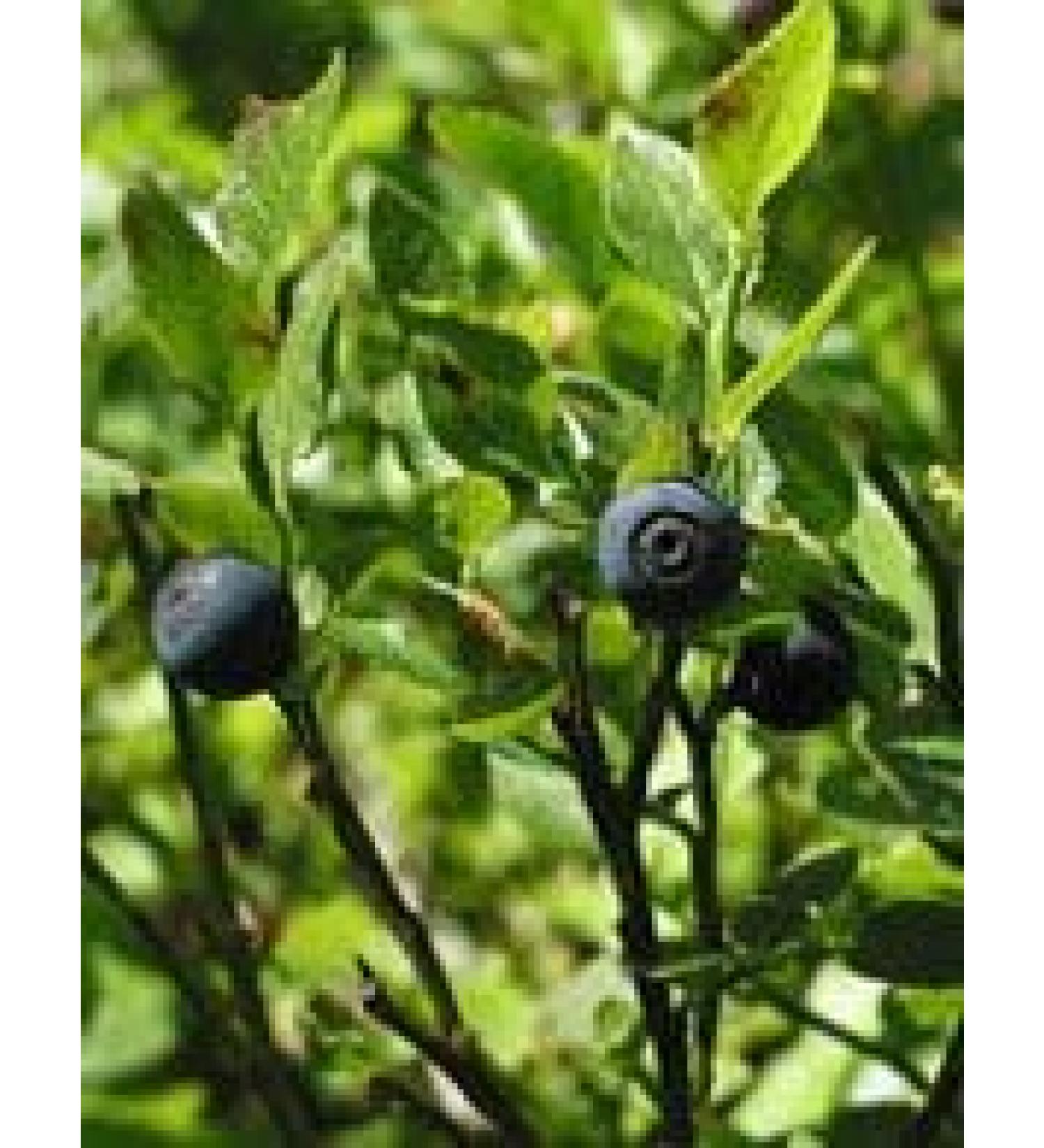 Herboplanet Msa Vaccinium Myrtillus Brotes Arandano 50 ml 1 stuk 50 g