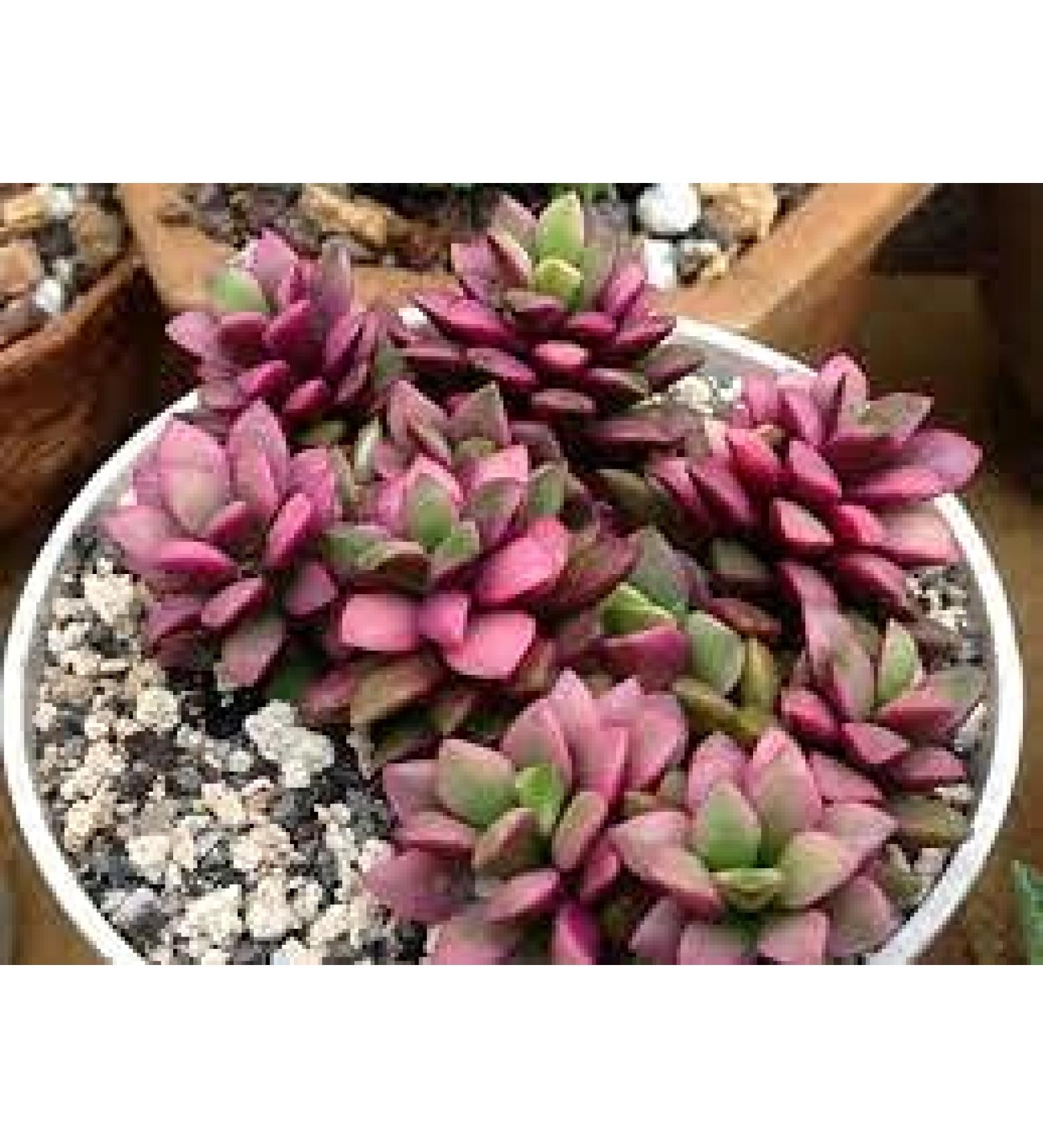 Semi di Fiori Phlox Candy di mezzanotte