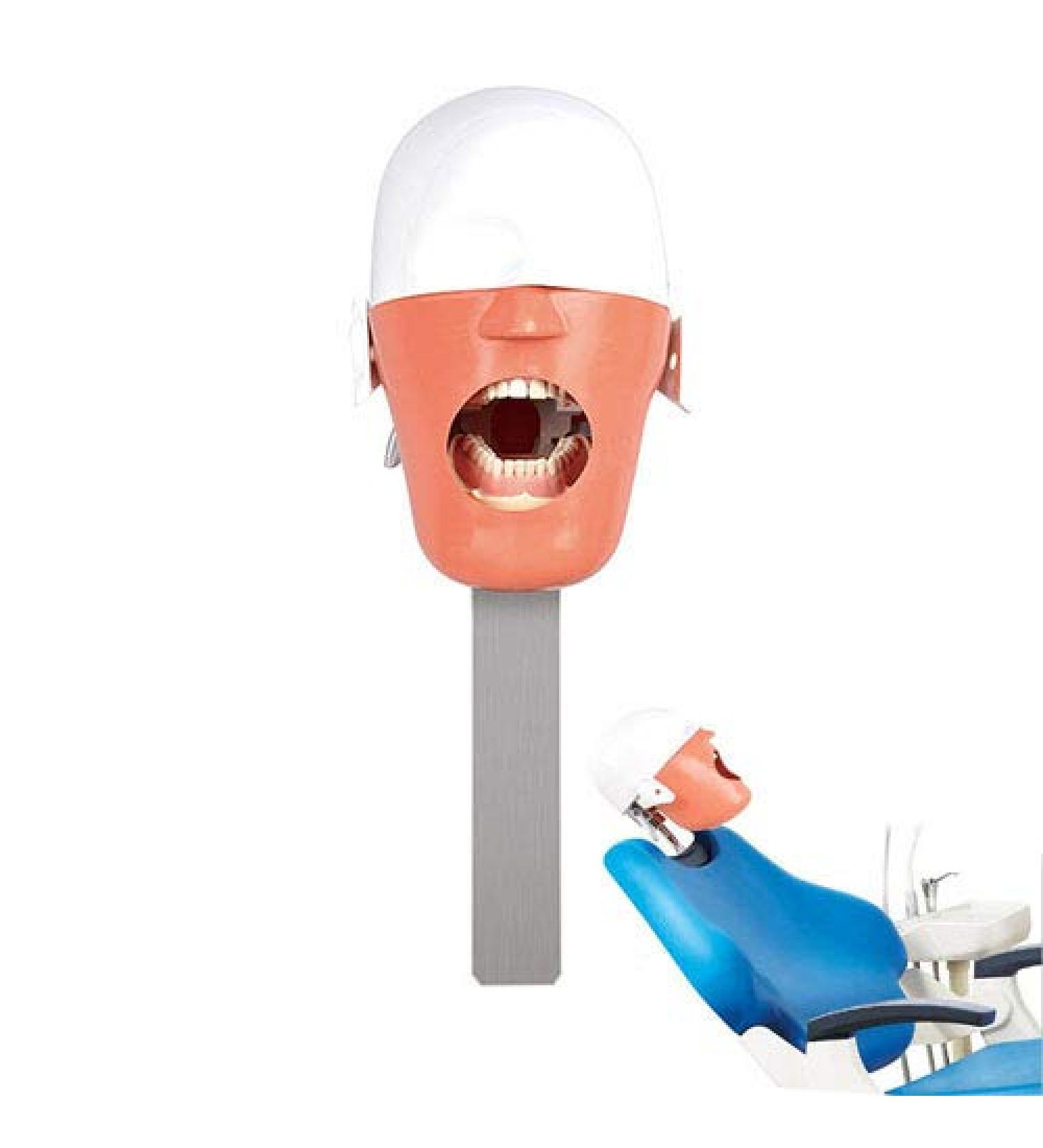 Lmeil Dental Manikin Phantom Head Simulator for Training | Prosthesis Preparation & Dental Technology - Buy Online on GoSupps.com