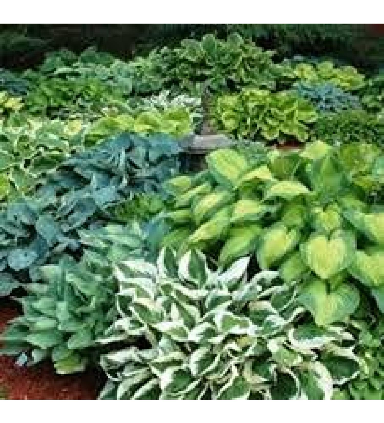 Semi di ortaggi pomodoro Kellogg's