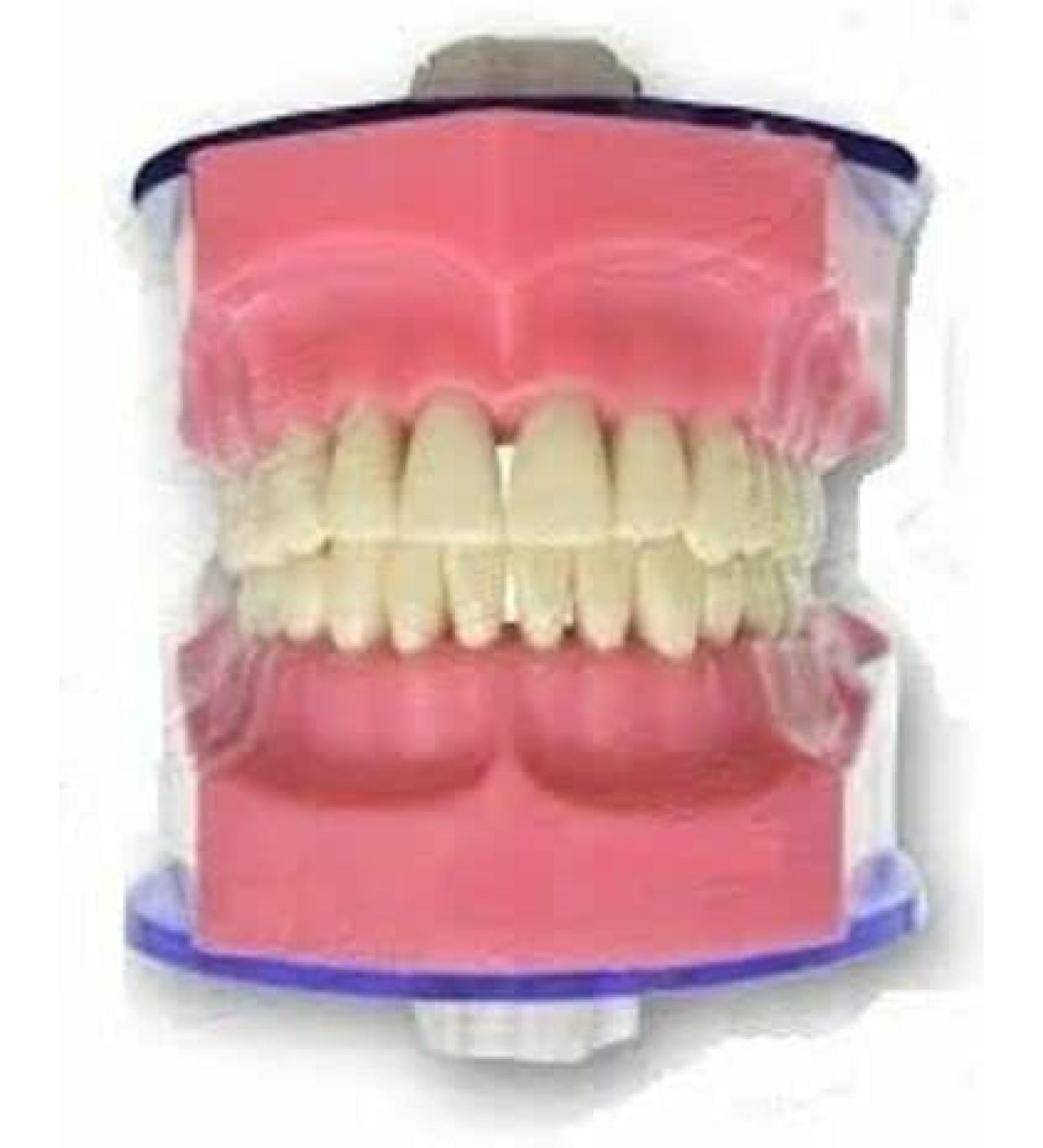 sainio Jaw Set and Teeth B 561 Easily Fitted in The Phantom