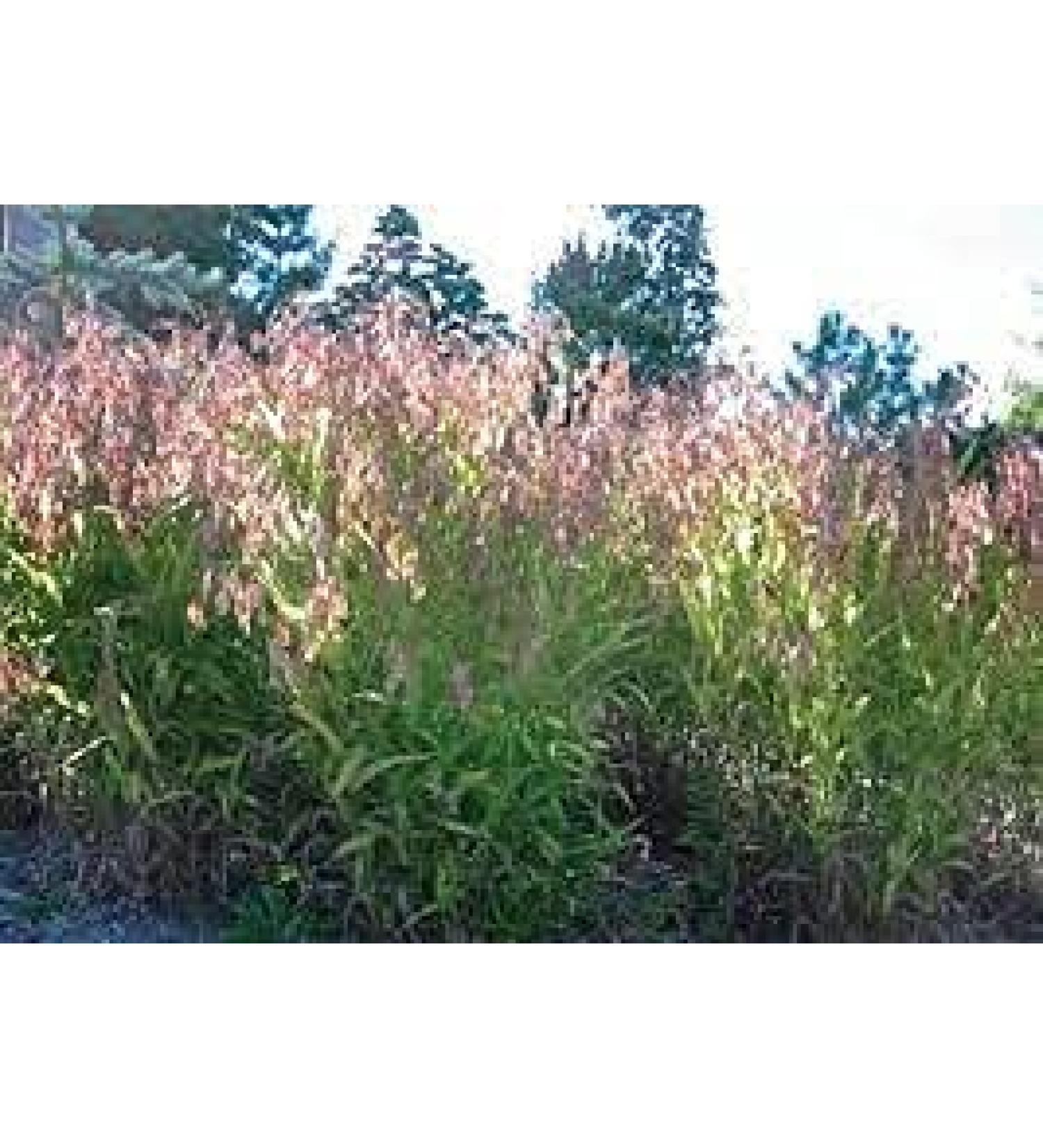Semi di piante 50pcs SEA Oats Chasmanthium Latifolium