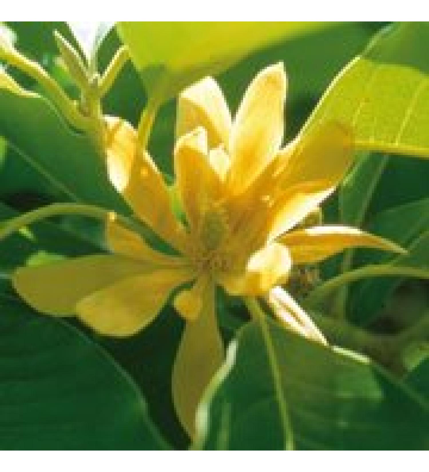essential oil champaca 10% absolute