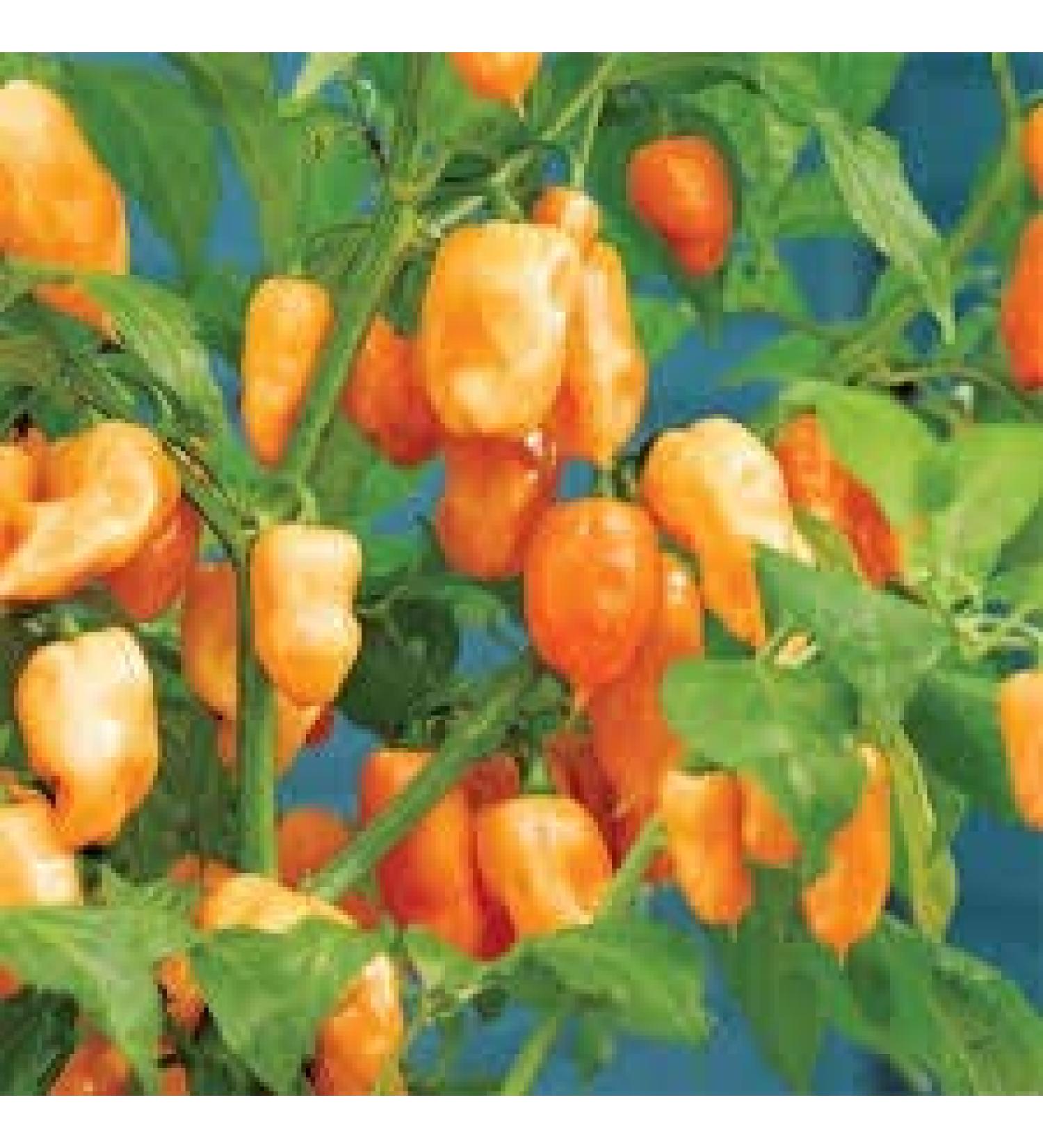SEMI PEPERONCINO-Habanero Orange-+ Guida ALLA COLTIVAZIONE