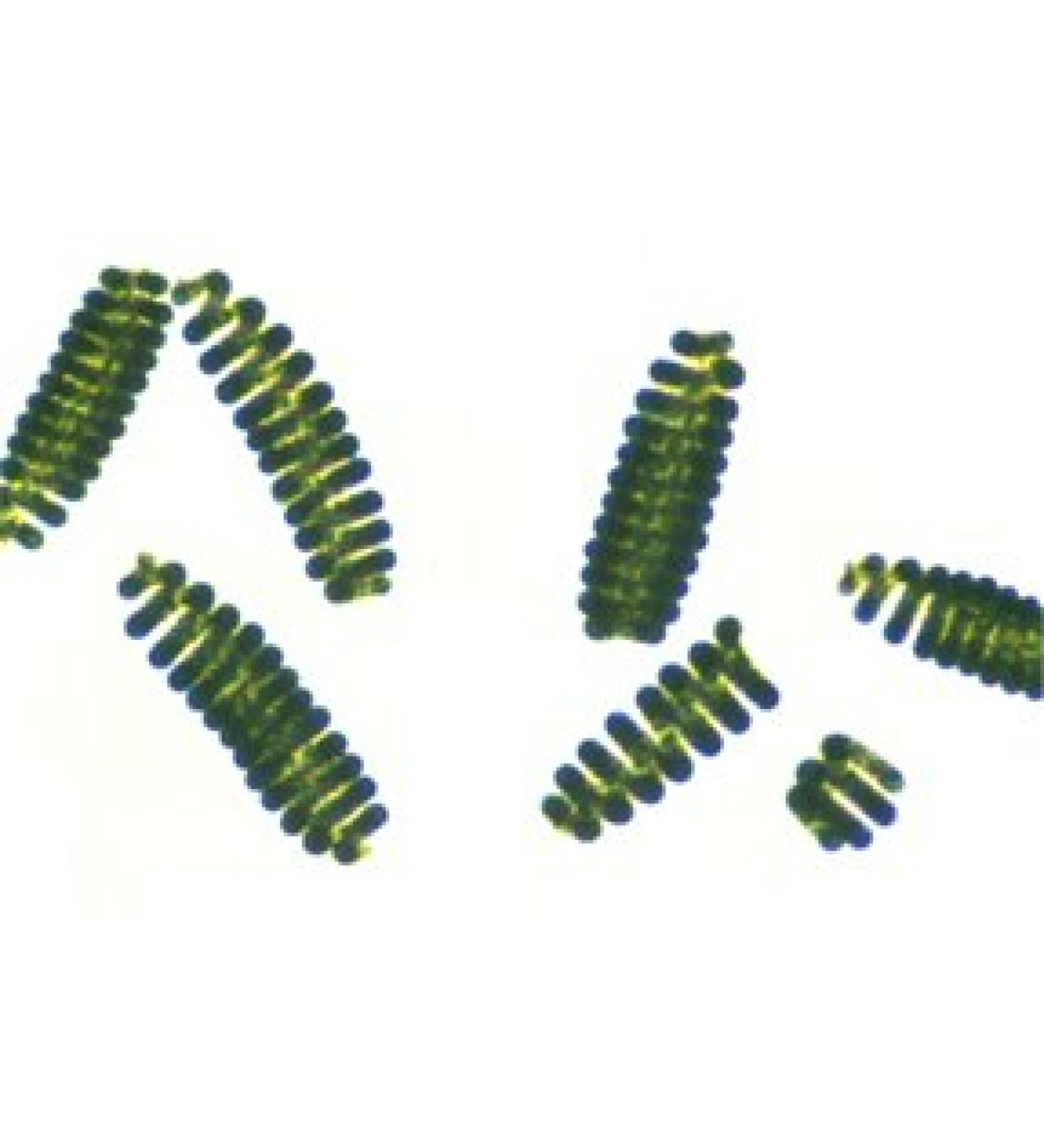 Algae Research Supply Algae Culture Spirulina Perfect for School Science Fairs/Projects Experiments & Classrooms (50mL)