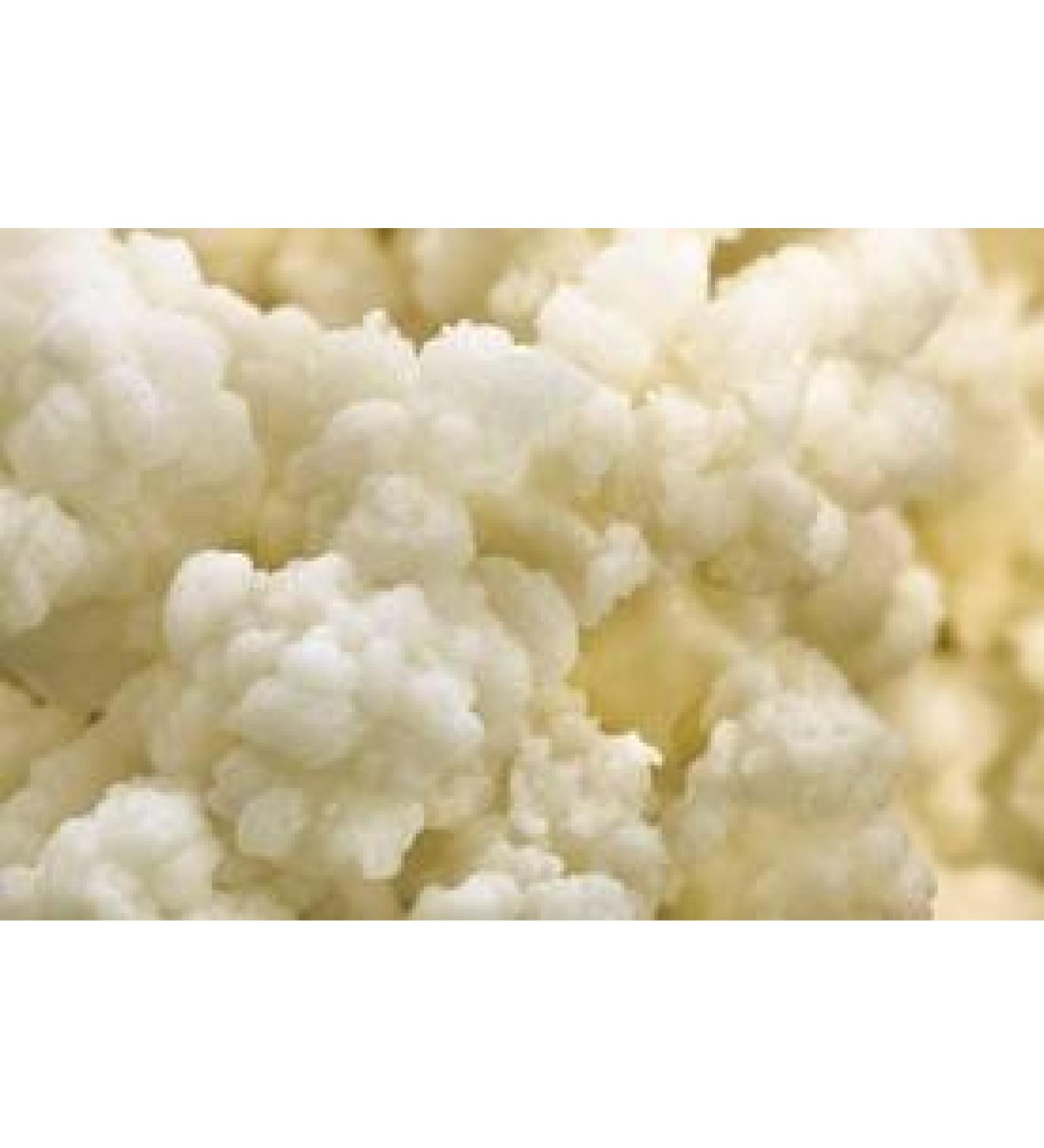 Lifetime Kefir Milk Kefir Grains by Lifetime Kefir