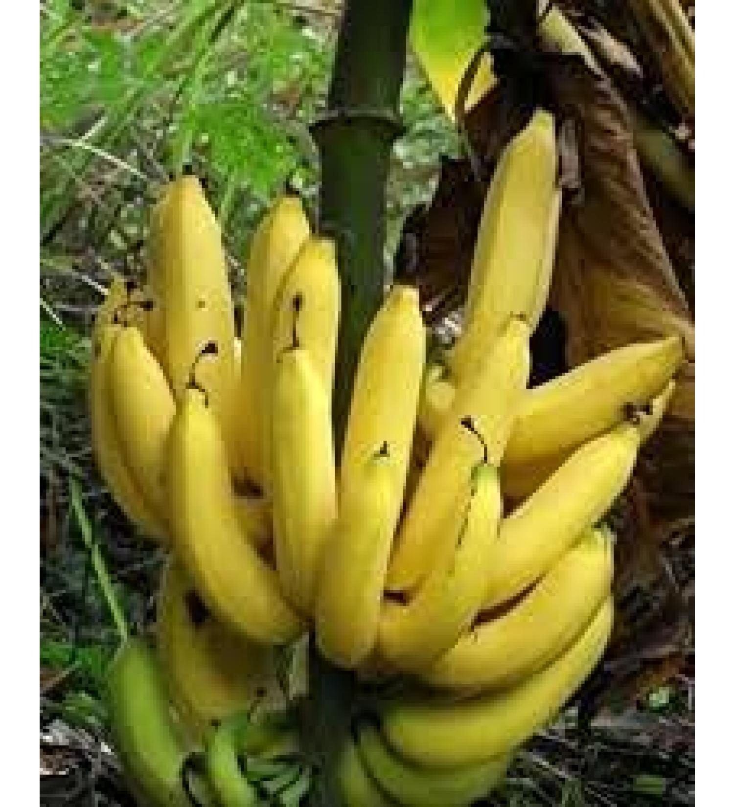 10 semi di frutta Giant Banana