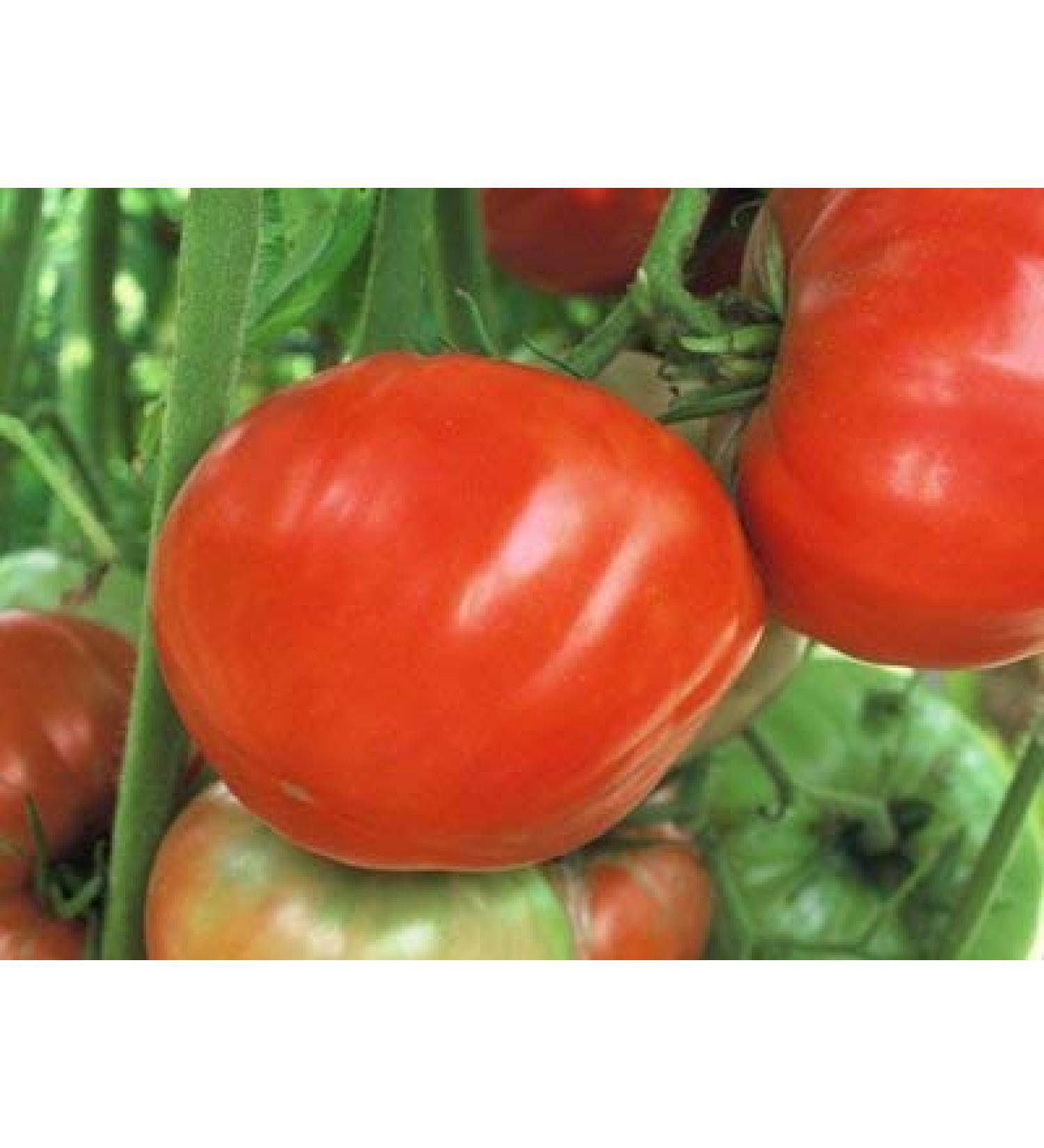 250 Mule Team Seeds - Late Season Tomatoes: Seeds