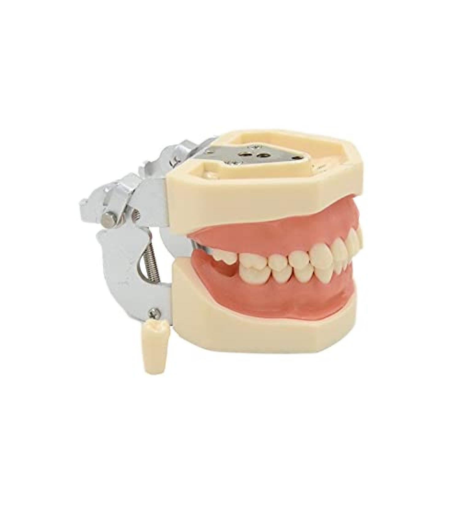 ZCbyBT Toothoral Model - 28 Screws for Fixing Teeth & Removable Gums | Ideal for Practical Operations & Demonstration Lessons - International Shipping Available - Buy Online on GoSupps.com