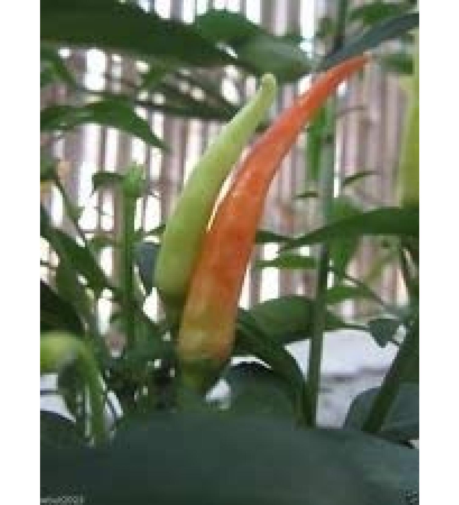 100 semi TAKANOTSUME Chili Pepper - AKA Hawk Claw Chili - Heirloom dal Giappone!
