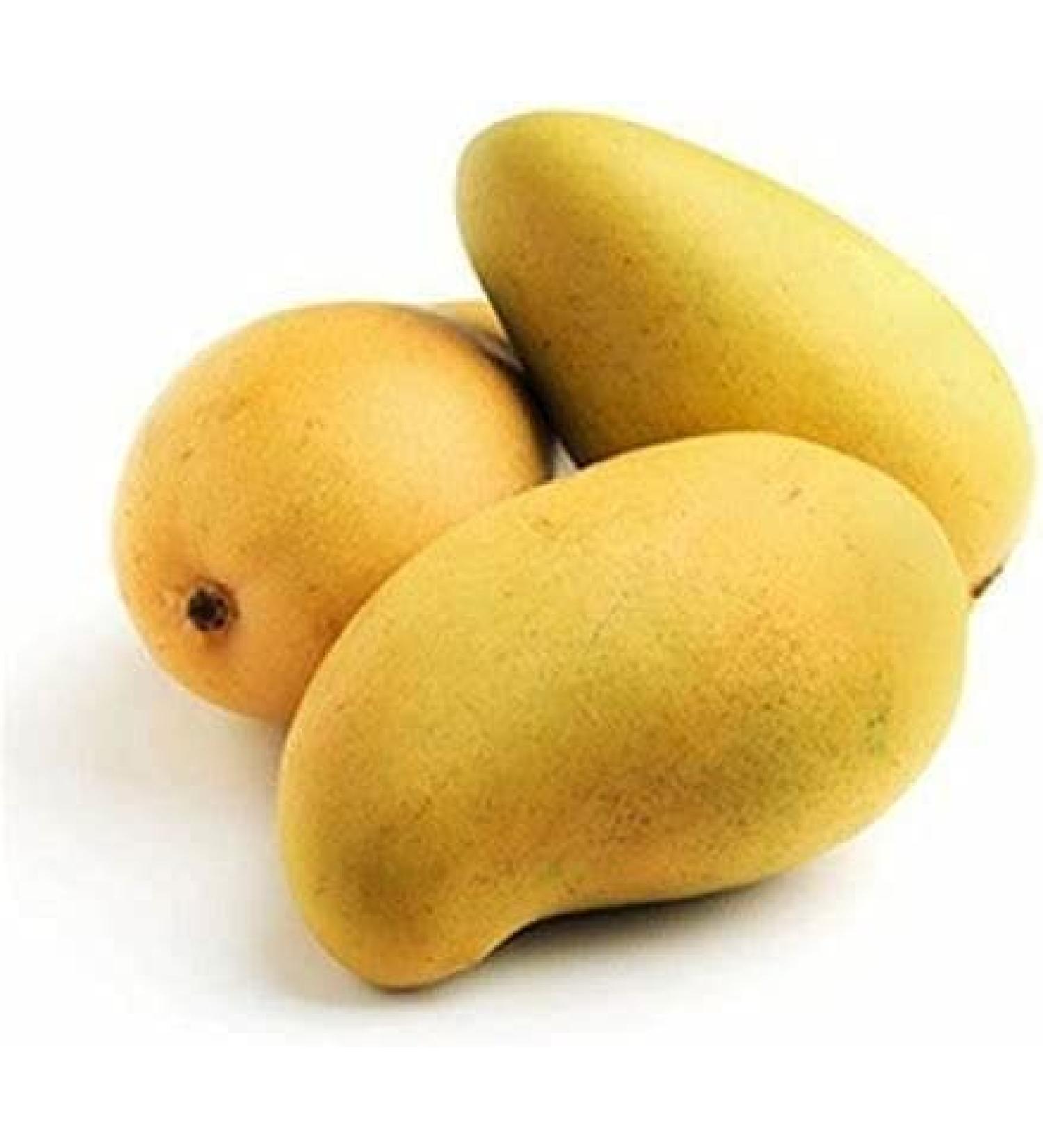 veenas Kesar Mango | 12 Units (App 4KG) |Juicy Mangoes |Fresh Mango Fruit | Natural Fruit | Summar Fruit | Indian Origin - Buy Online on GoSupps.com