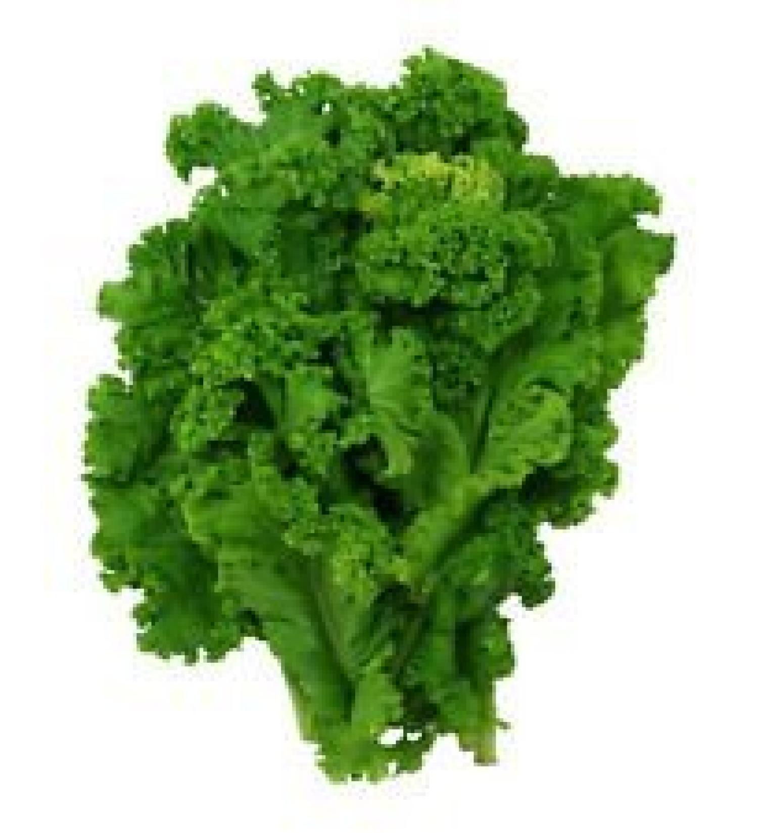 700mg Organic Southern Giant arricciato Senape Semi di Verdure 500ct Zesty - Buy Online on GoSupps.com