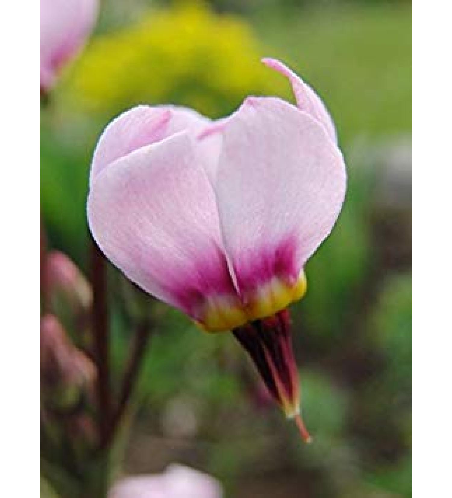 Pacchetto semi: Semi Shooting Star 25+ Rosa Dodecatheon meadia /