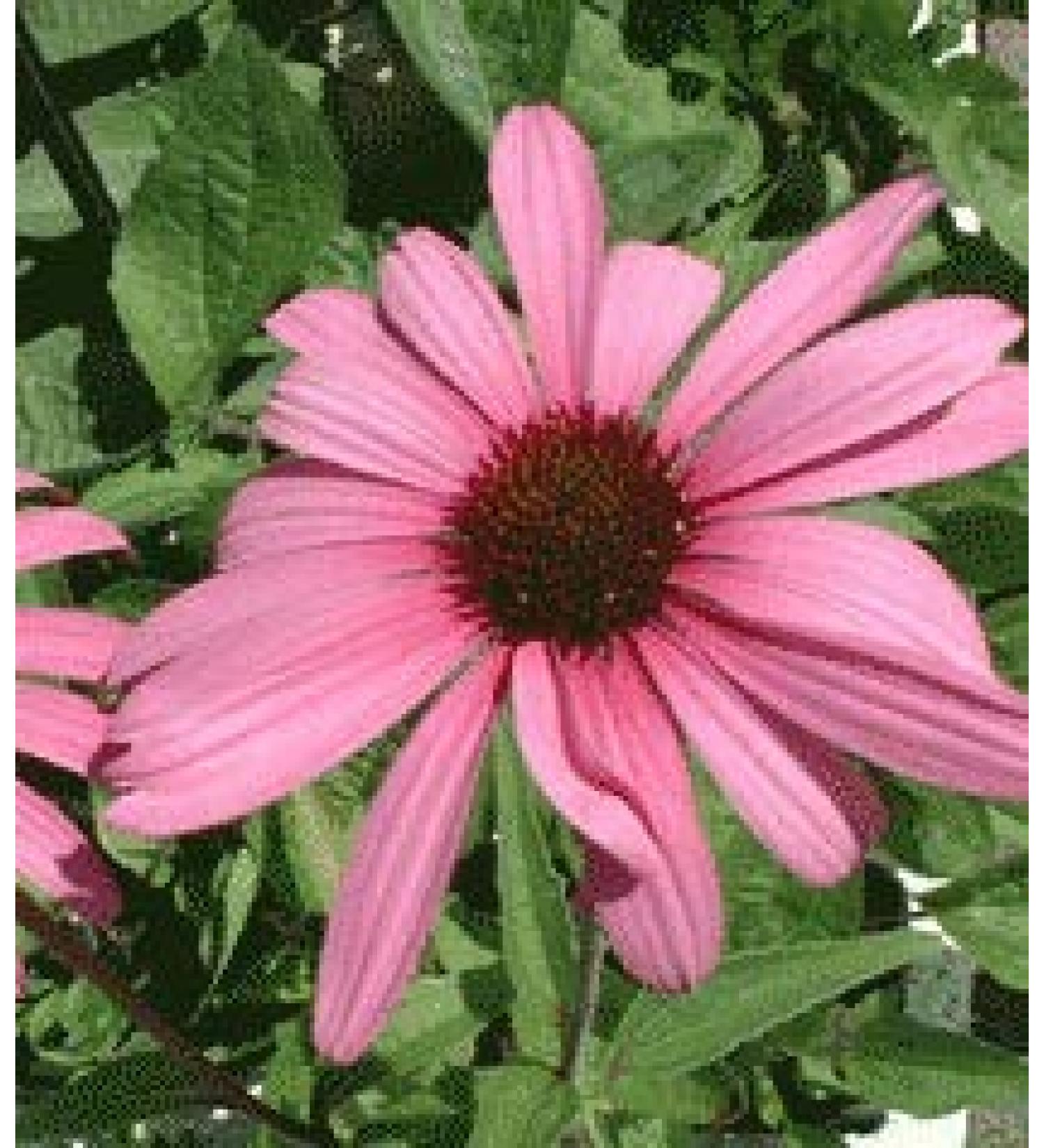 Rudbeckia Purpurea - Echinacea Purpurea (Pack of 3 Feet)