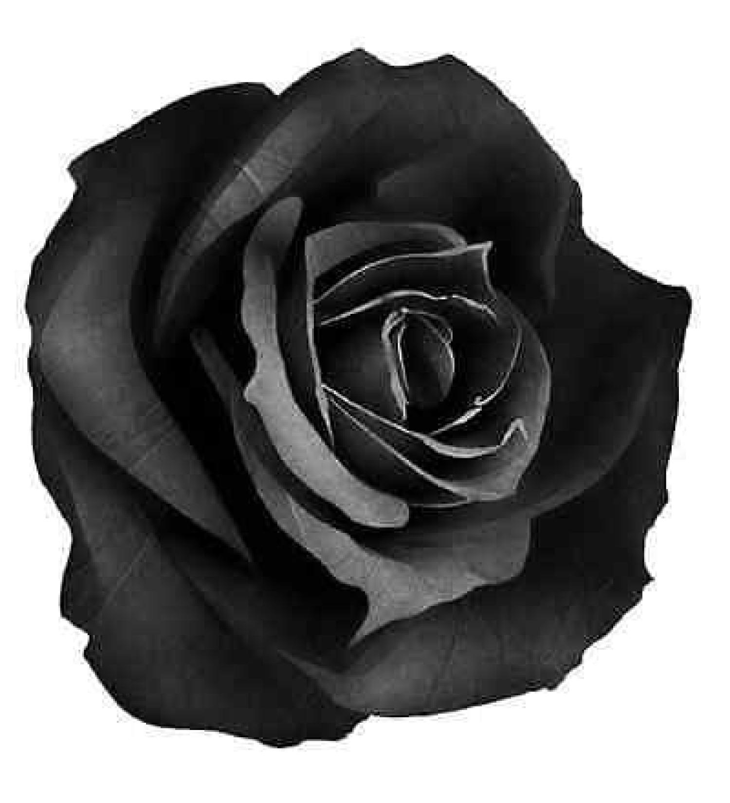 30x BLACK ROSE FLOWERS EDIBLE FLAT CUP CAKE TOPPERS D1