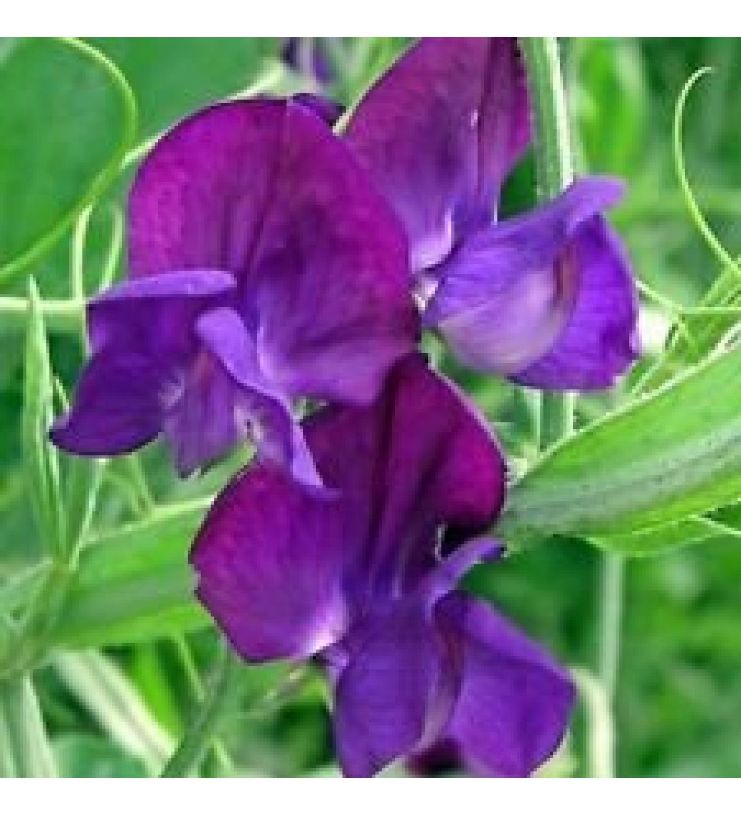 Lathyrus odoratus pisello dolce Lord Nelson da 15 semi a 2 libbre di semi (75)