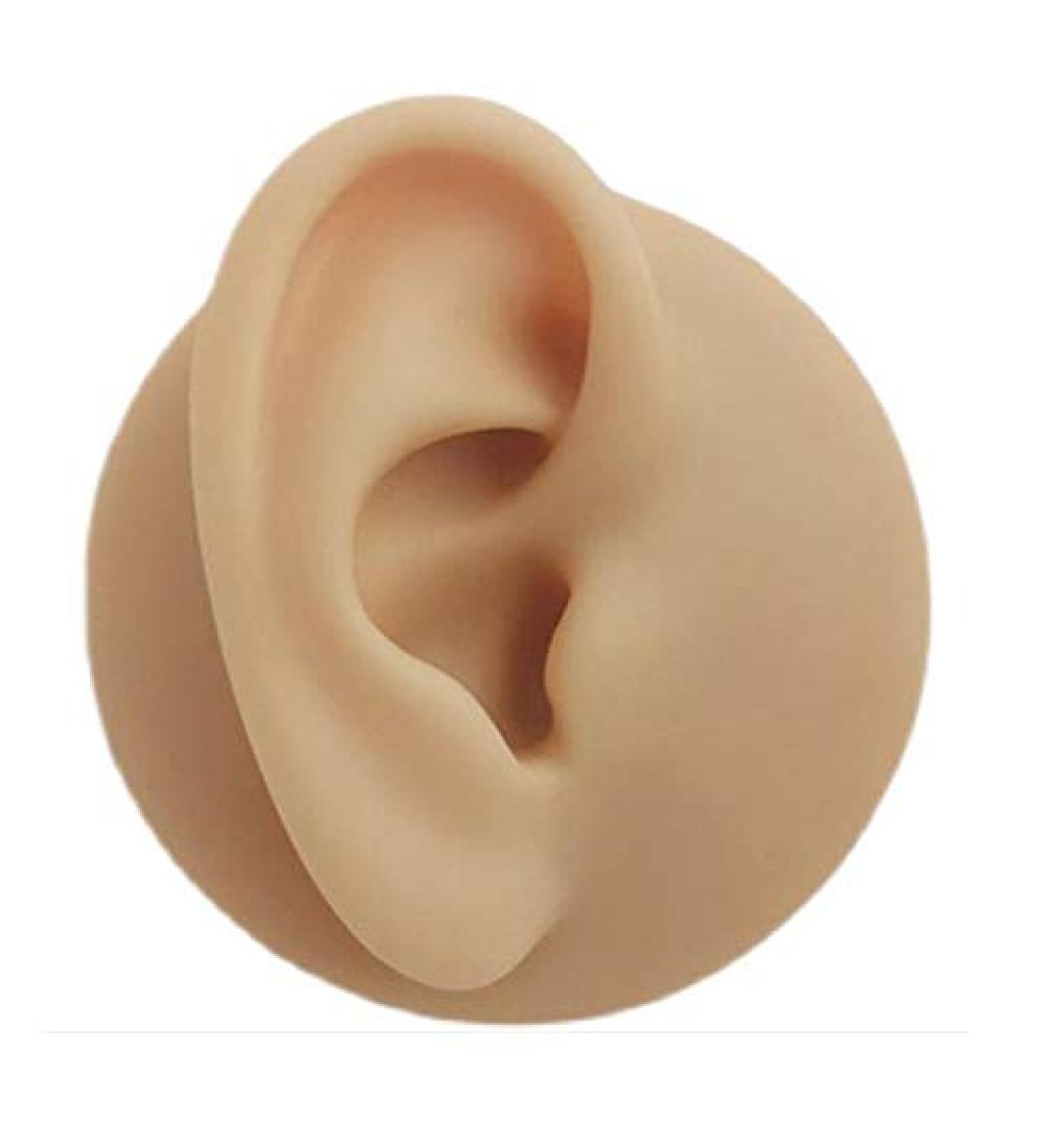 Silicone Ear Model - Simulation Human Ear Model - for Human Body Piercing Acupuncture and Moxibustion Ear Practice Teaching Earrings Earrings Show - Buy Online on GoSupps.com