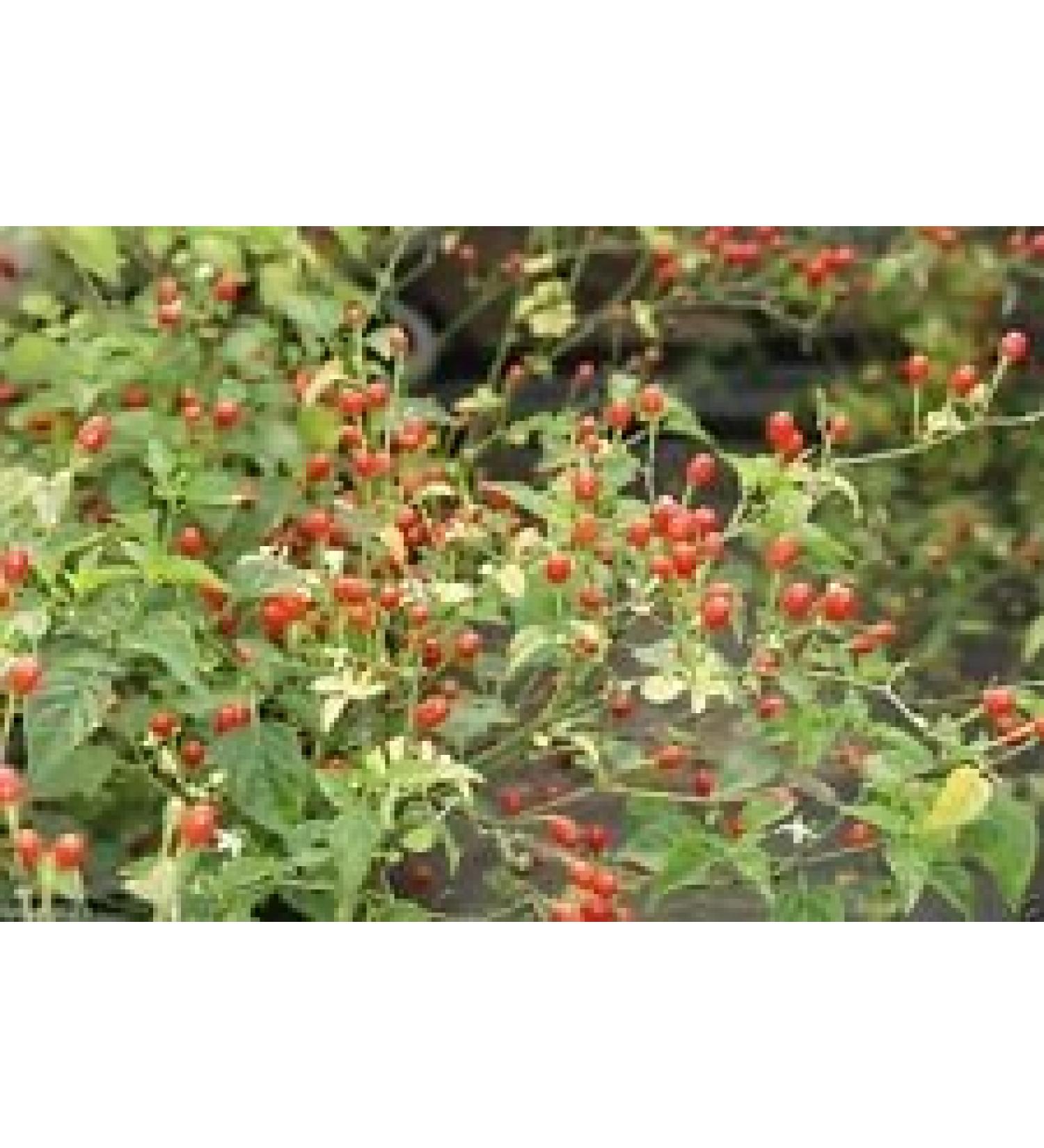 30 semi deserto Tepin Chili"Madre di Tutte Peppers " - Super HOT - 250.000 unit Scoville