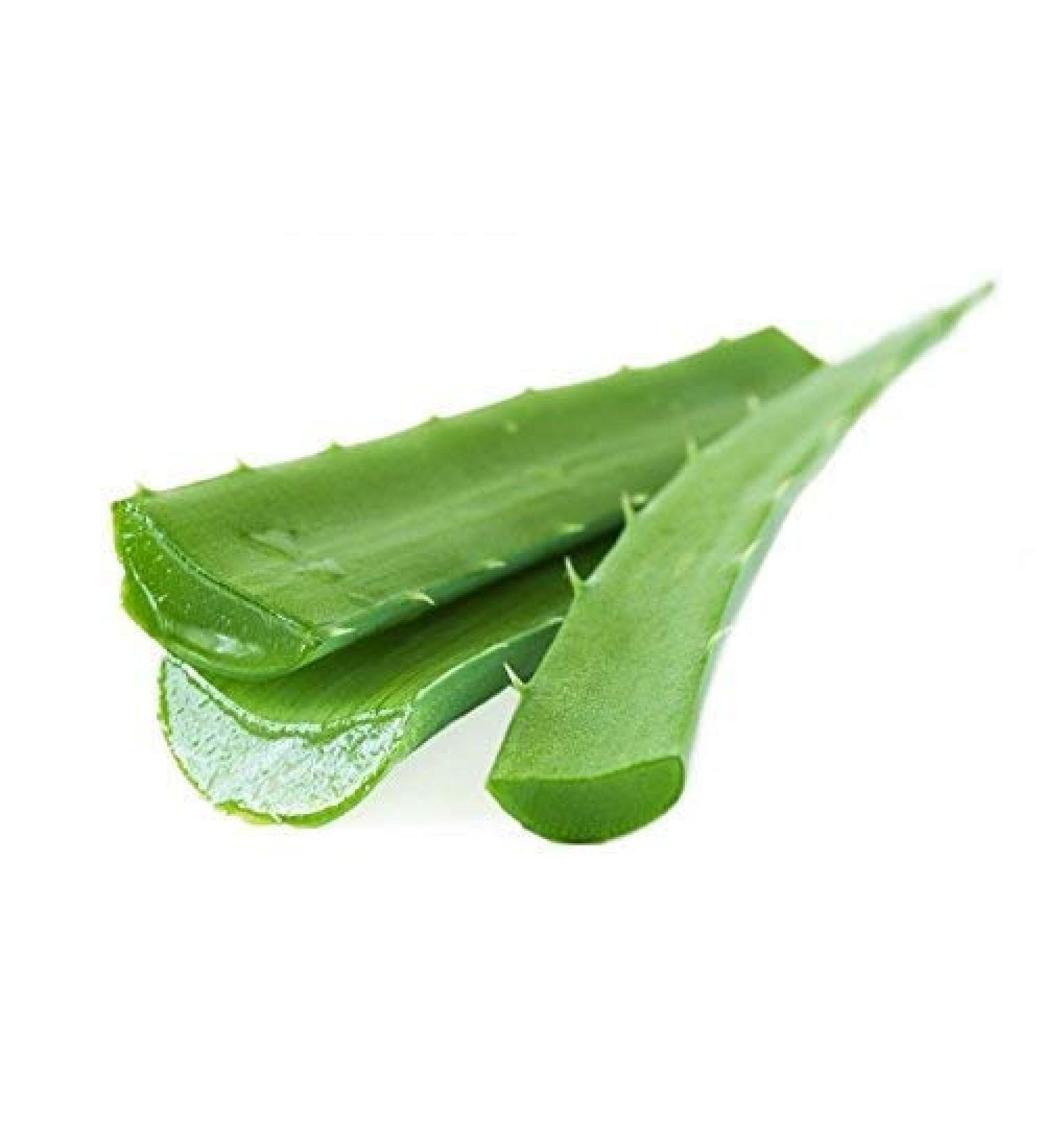 Veenas Fresh Aloe Vera Leaves | 1 Piece | Improve Skin and Prevent Wrinkles | Aloe Vera Juice Source of Antioxidants| Fresh Leaf | Indian Origin Leaf 1Pcs