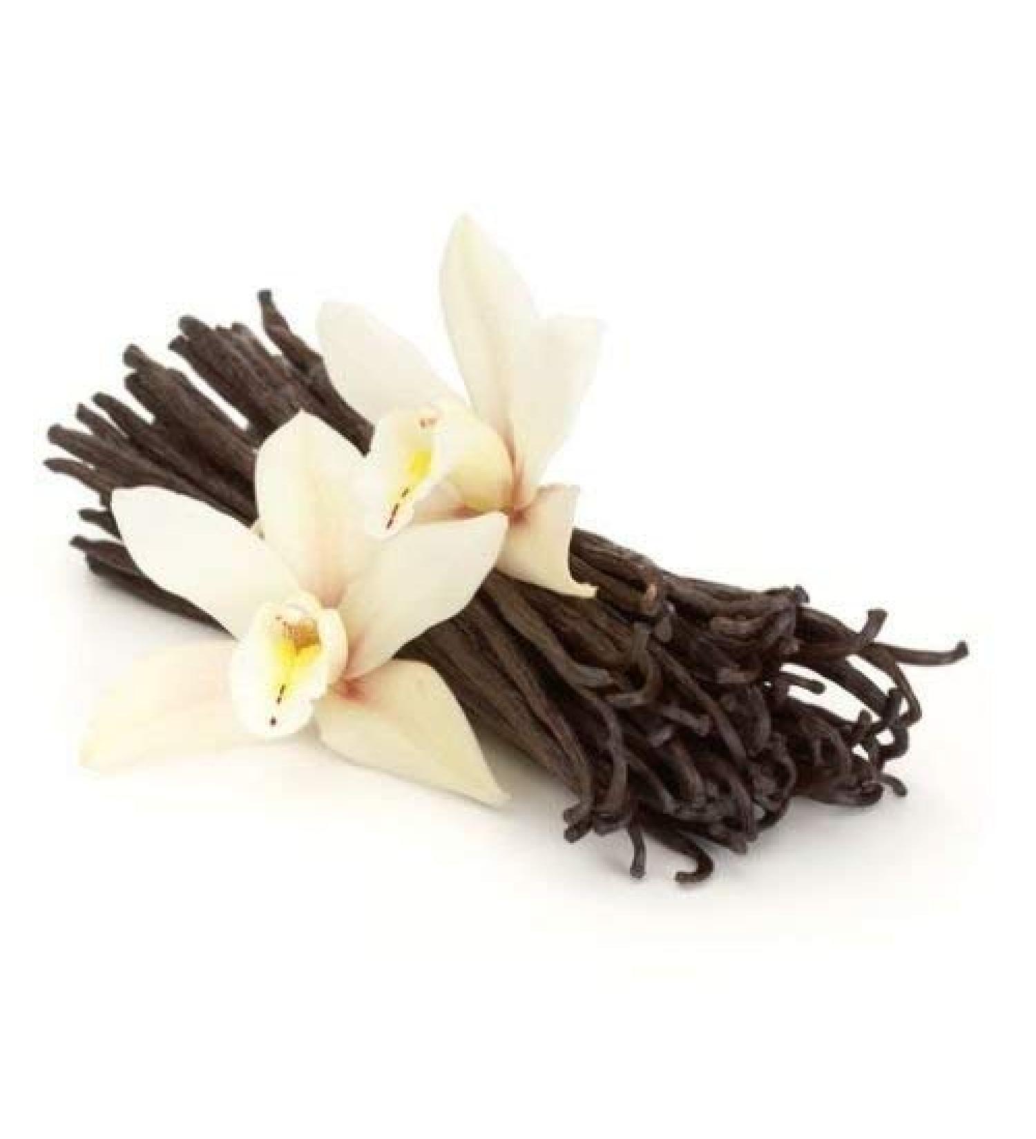 Premium Madagascar Vanilla Beans - Grade A Pods for Extract & Baking | Pack of 50 - Buy Online on GoSupps.com