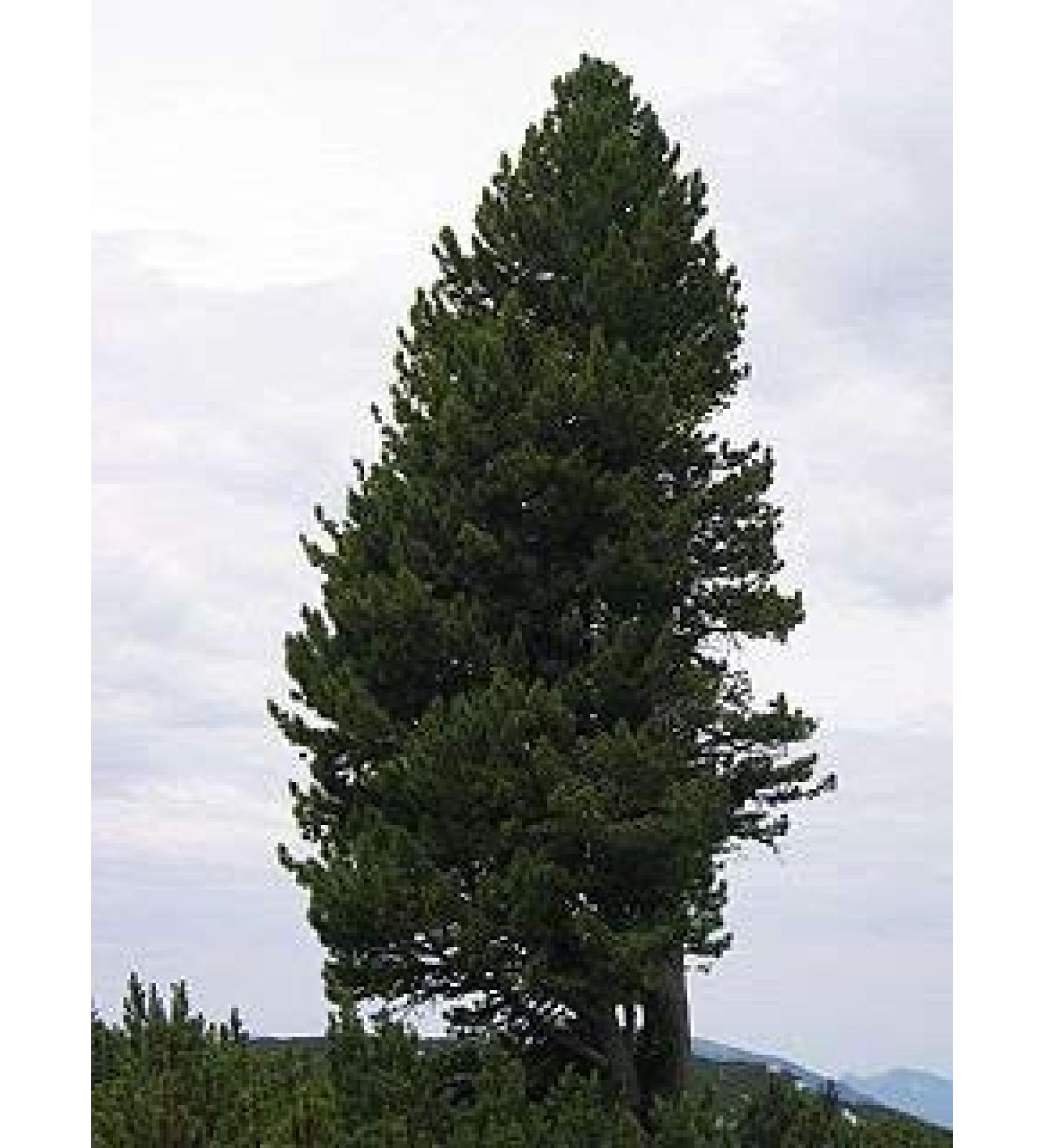 VISA STORE 5 seeds of cembro pine PINE23 stone (Pinus CEMBA)